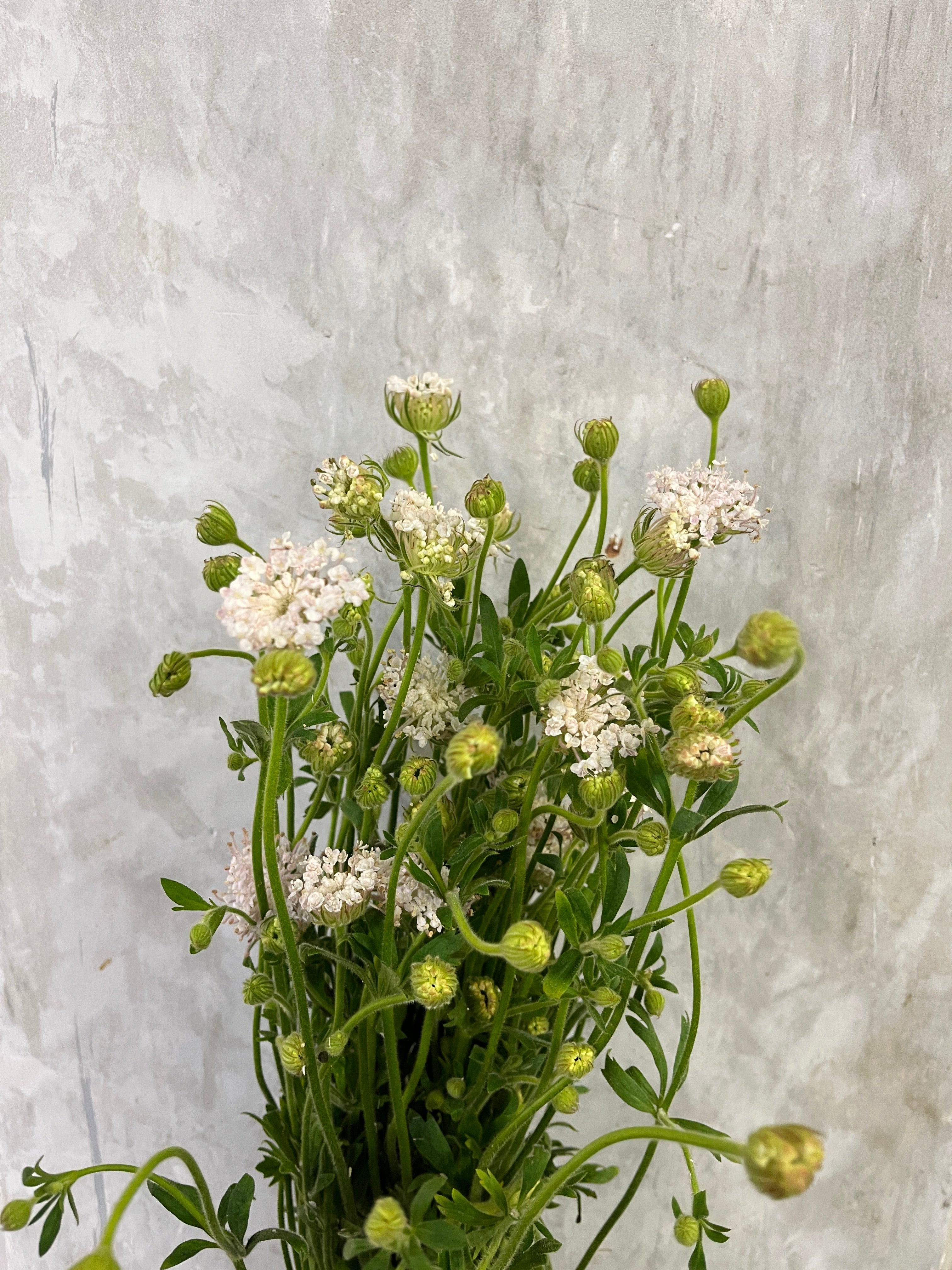 Trachymene Coerulea - Pink