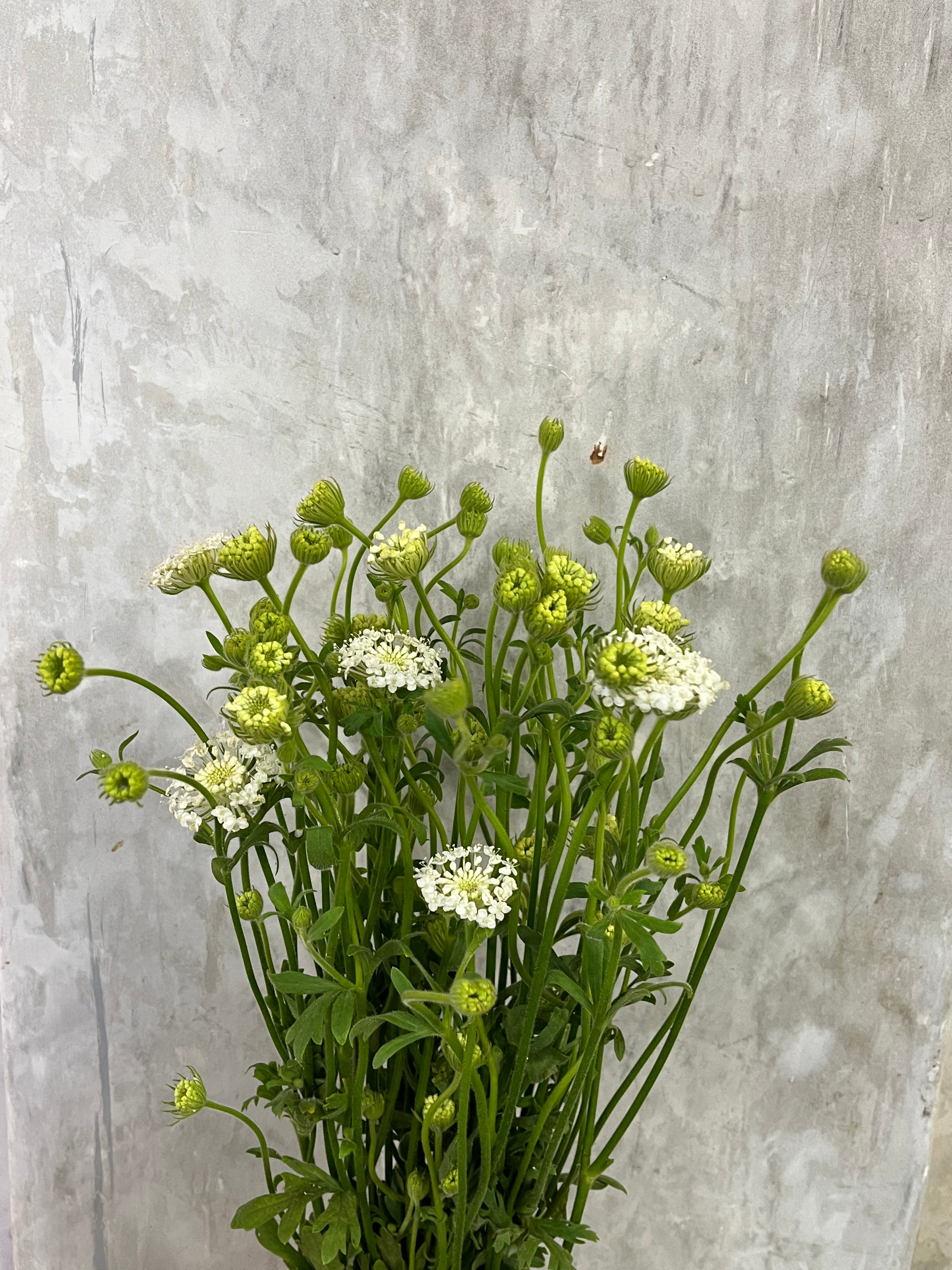 Trachymene Coerulea - White