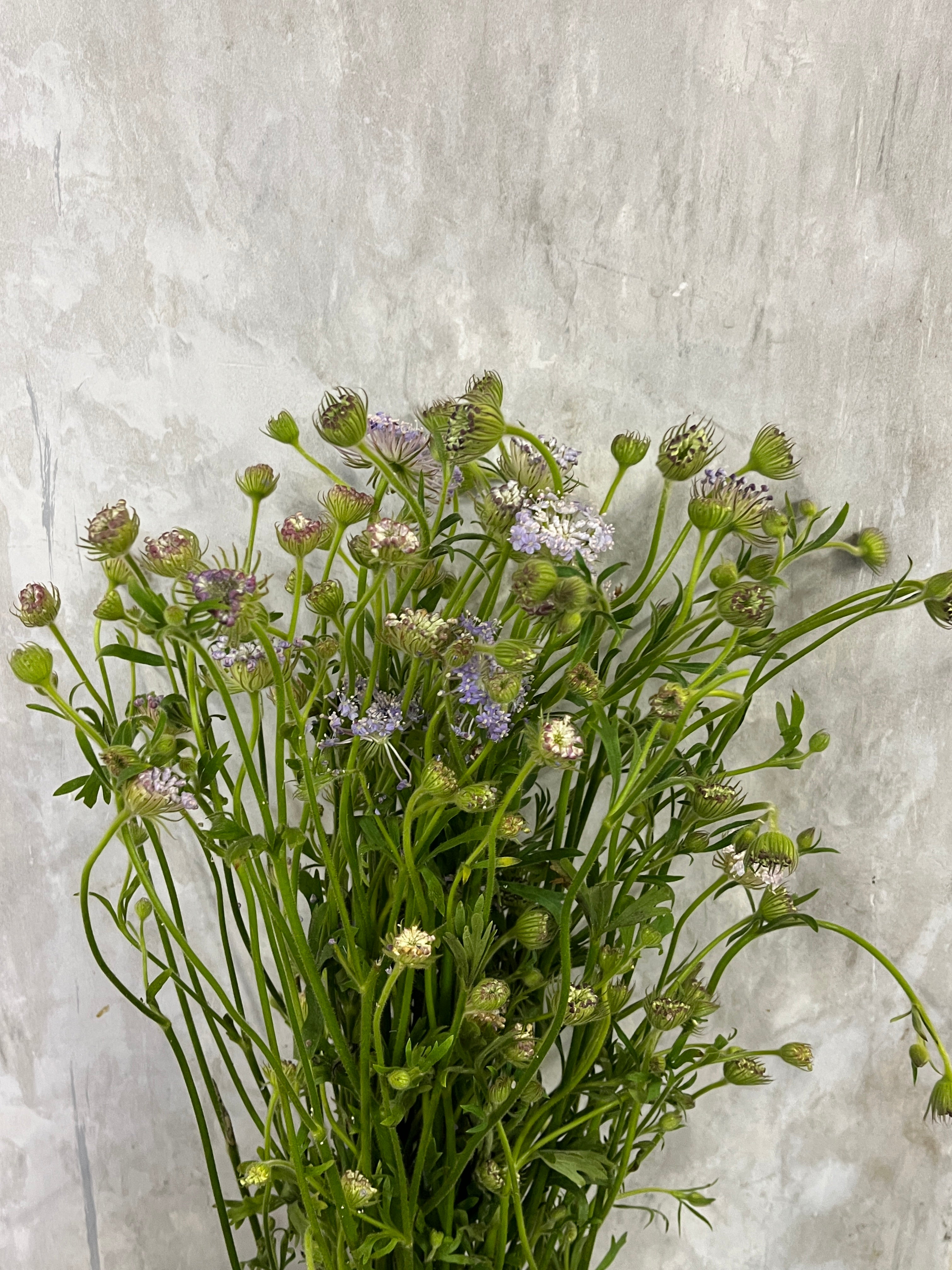 Trachymene Coerulea - Purple