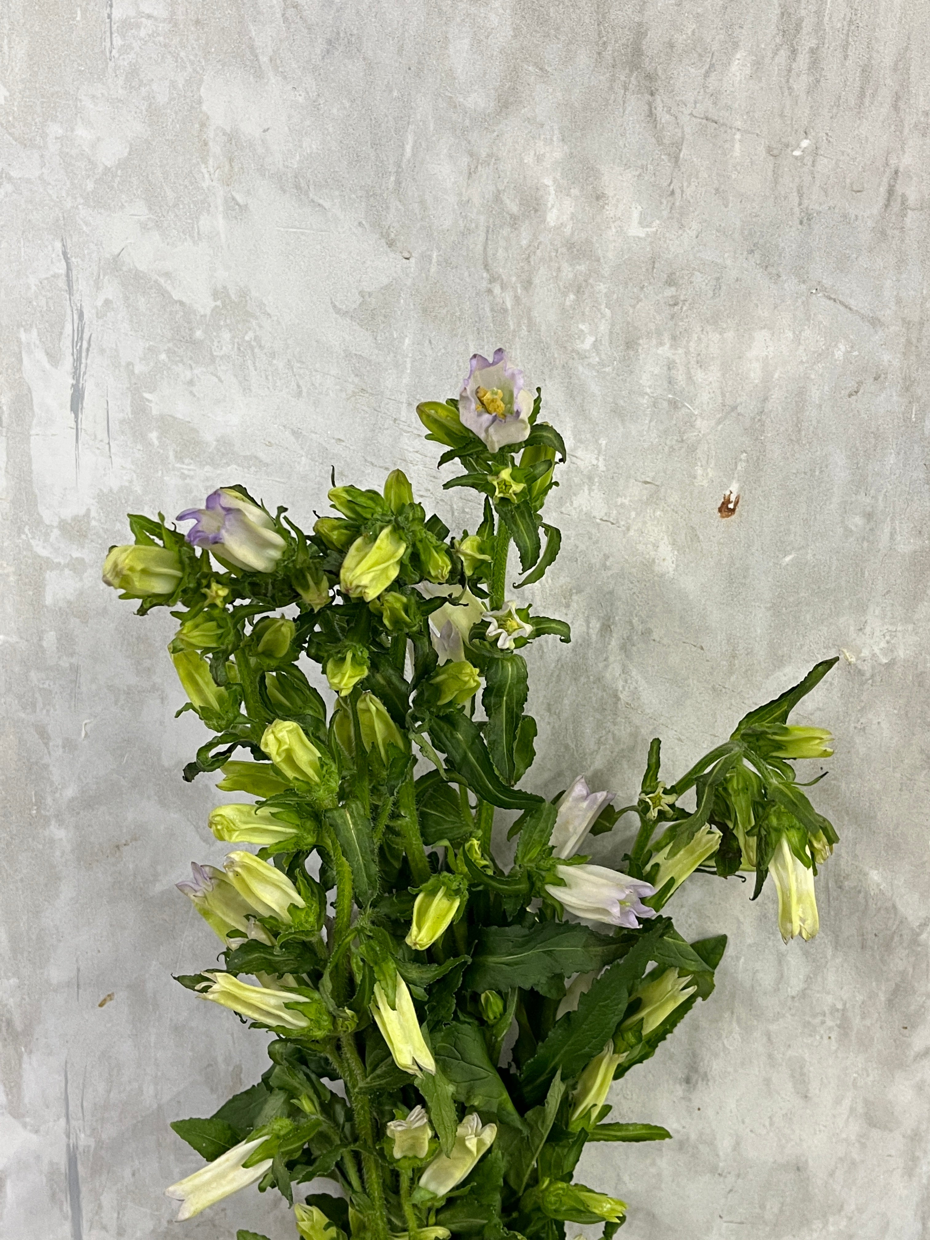 Campanula - Purple
