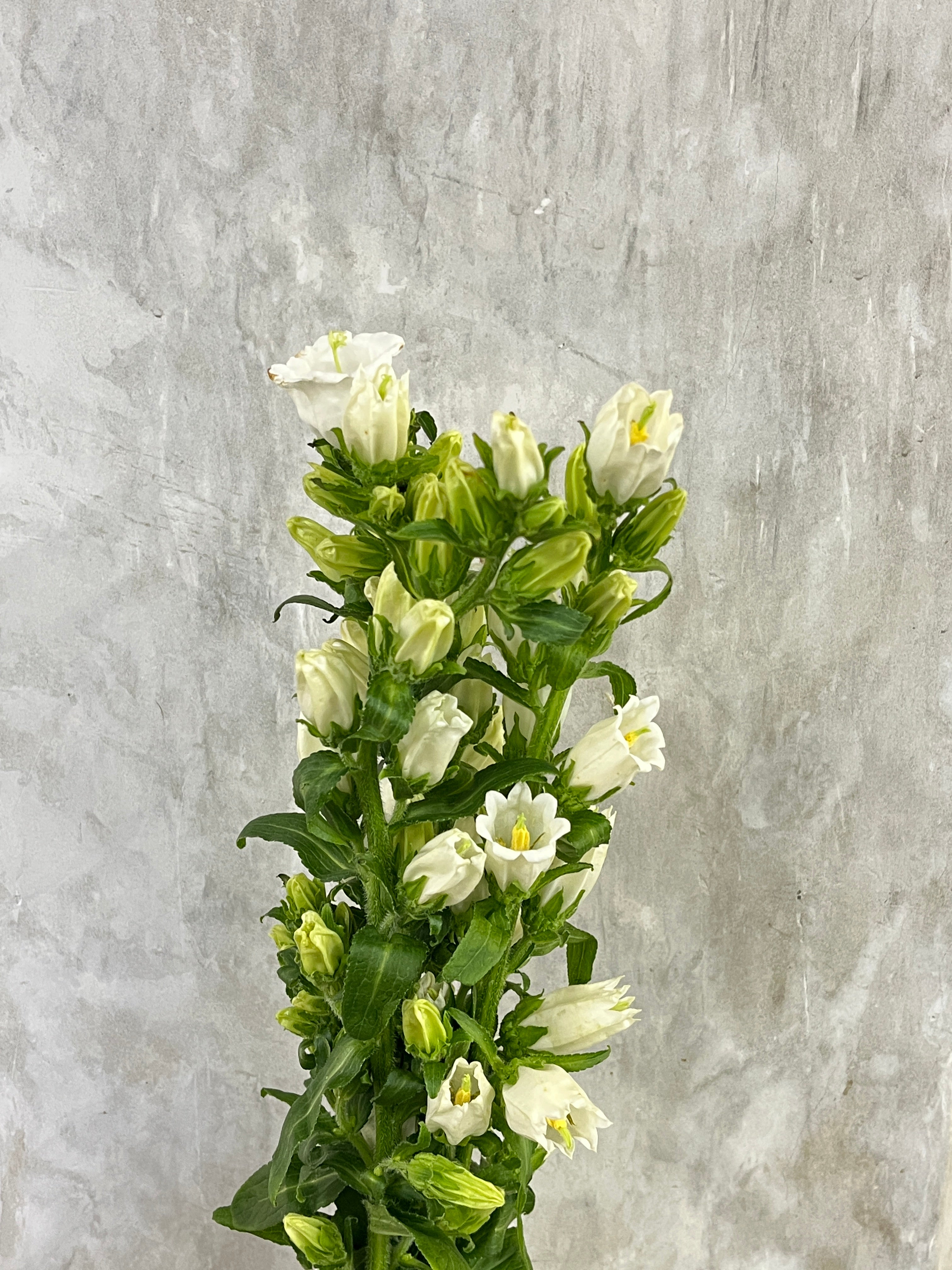 Campanula - White
