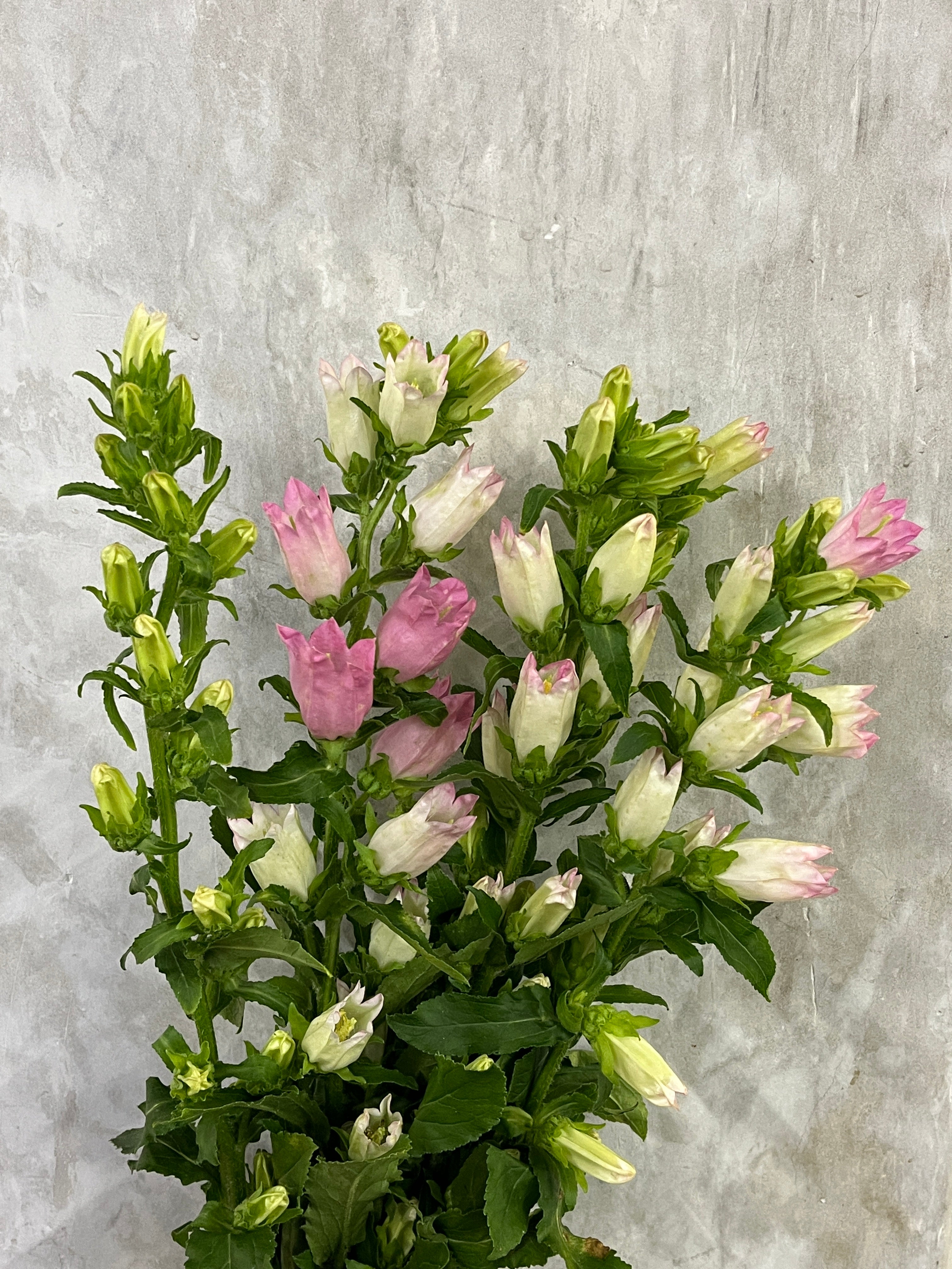 Campanula - Pink