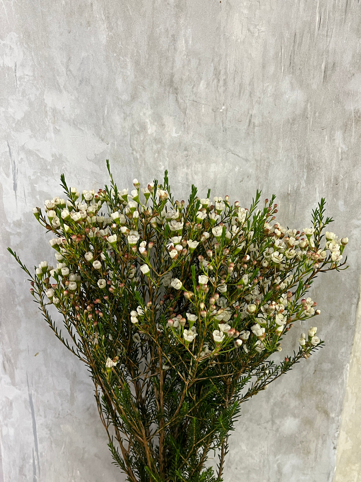 Wax Flower - White