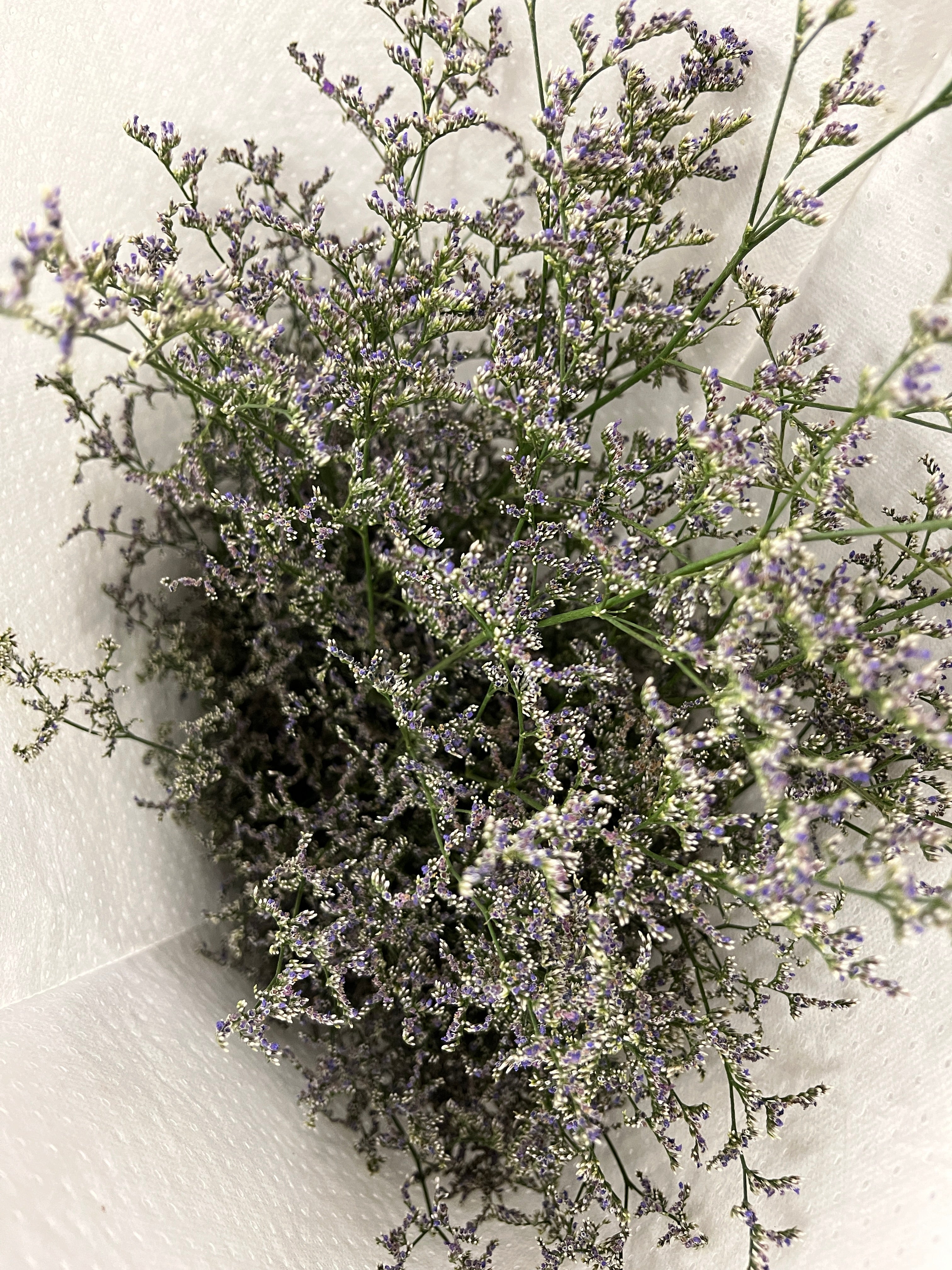 Caspia Purple
