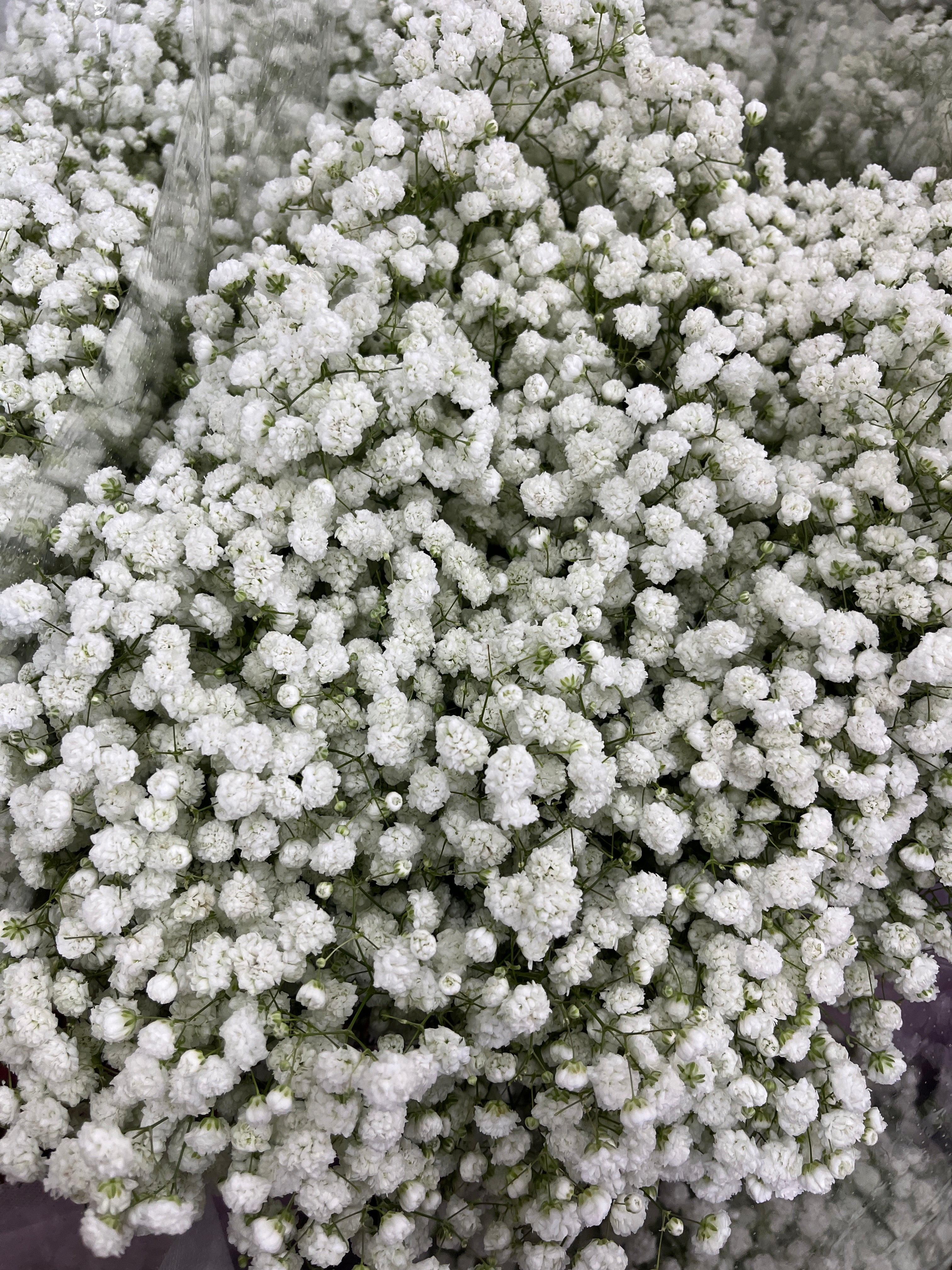 Baby's Breath - White