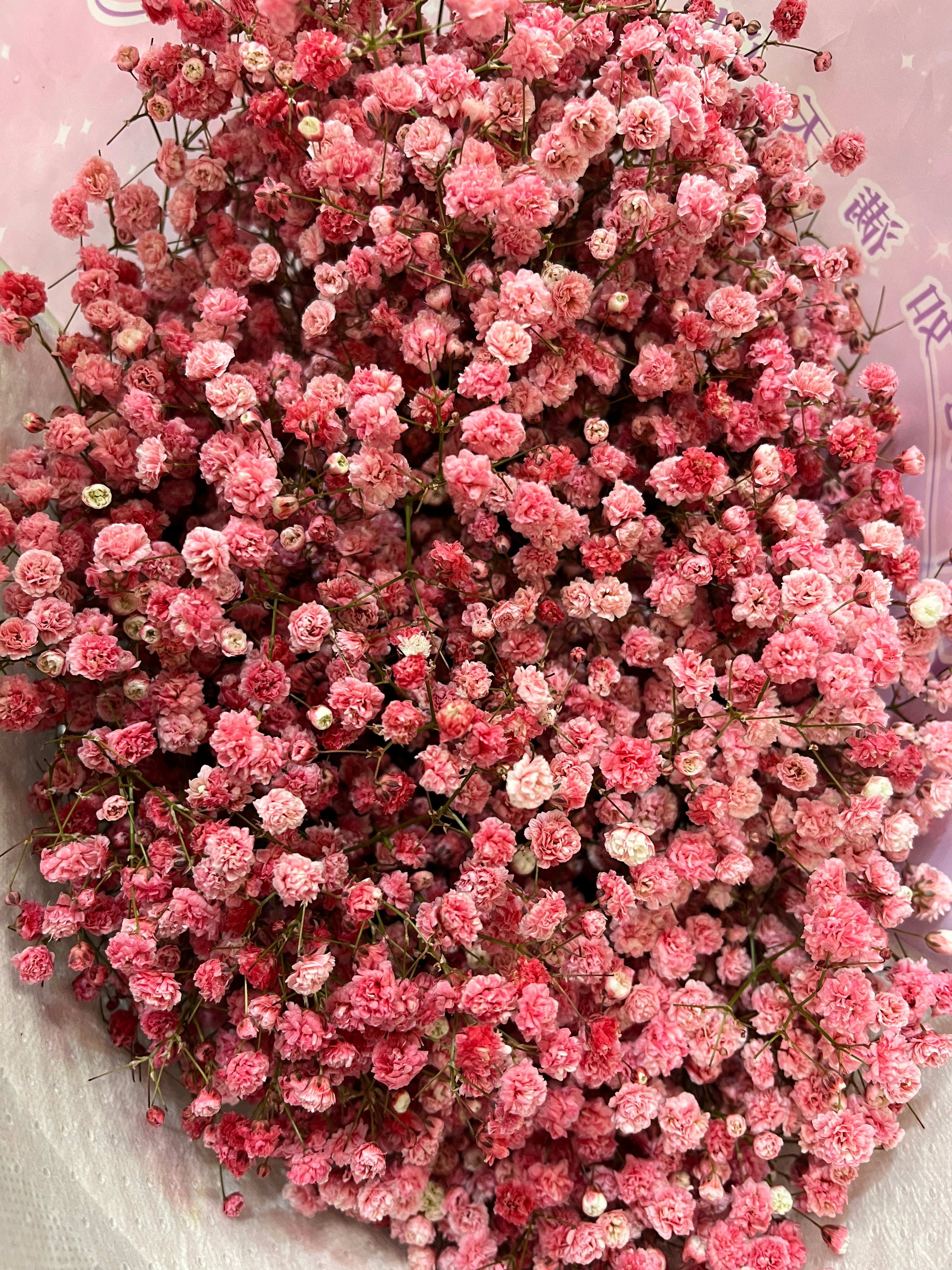 Baby's Breath - Dark Pink / Red