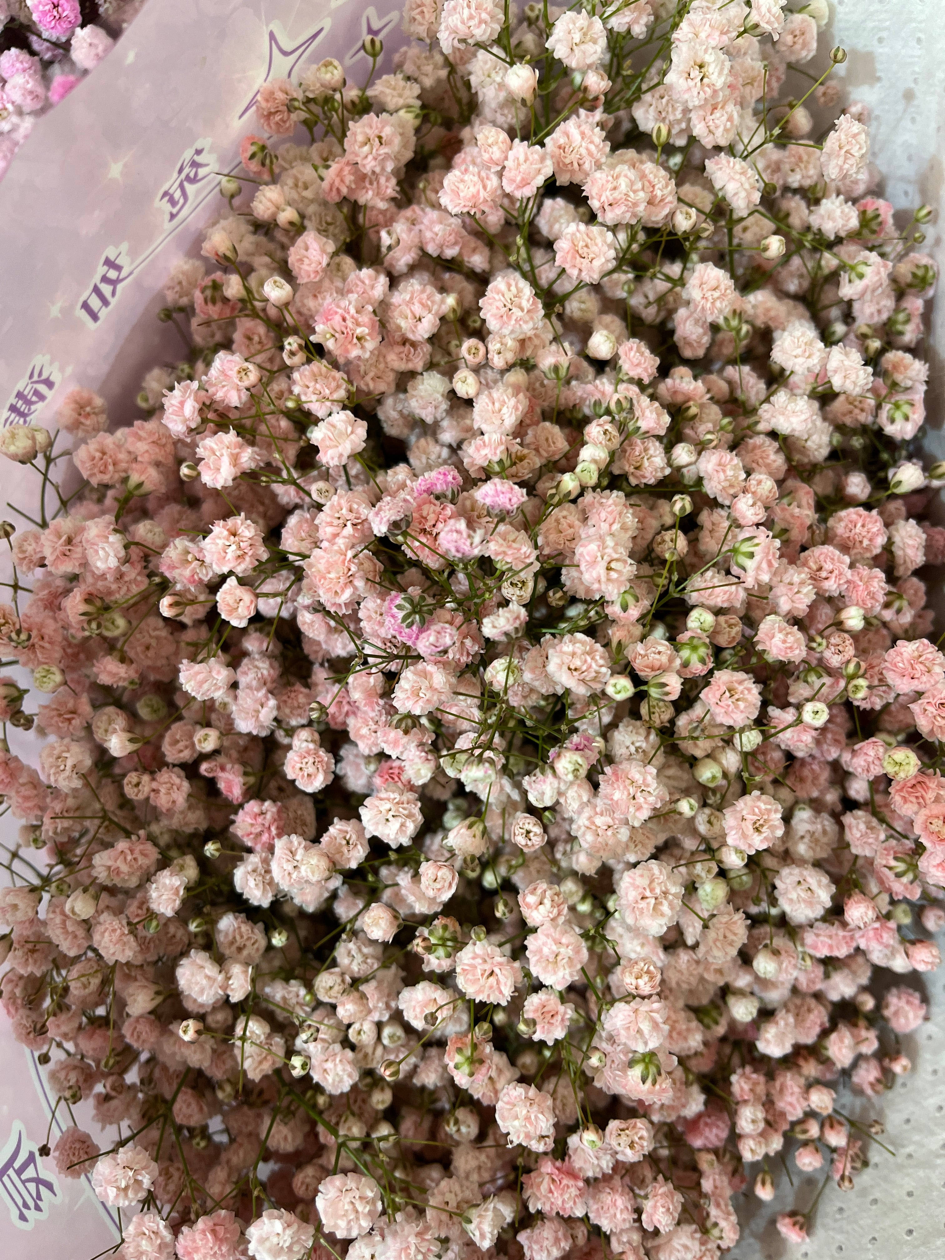Baby's Breath - Pink