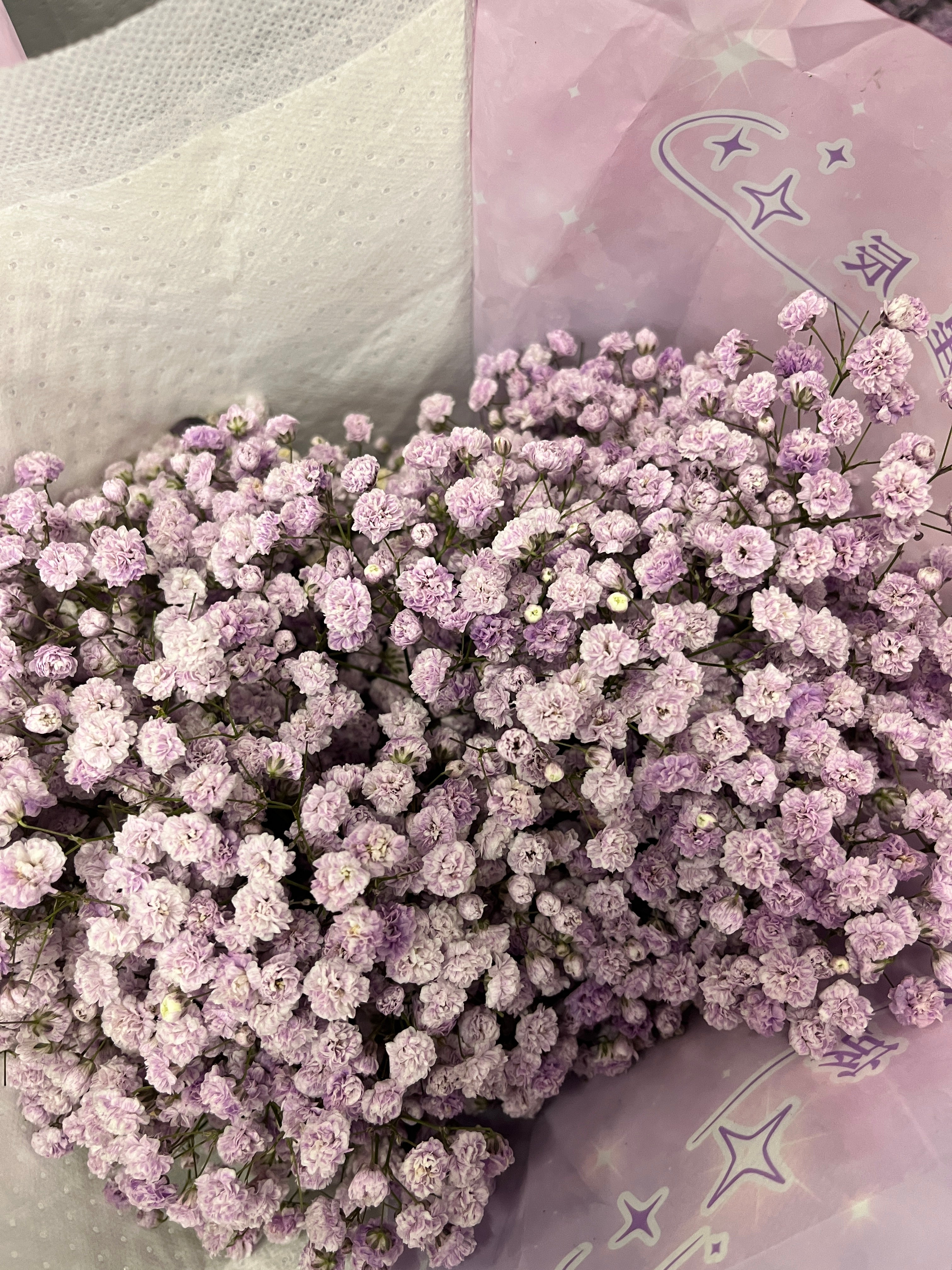 Baby's Breath - Purple