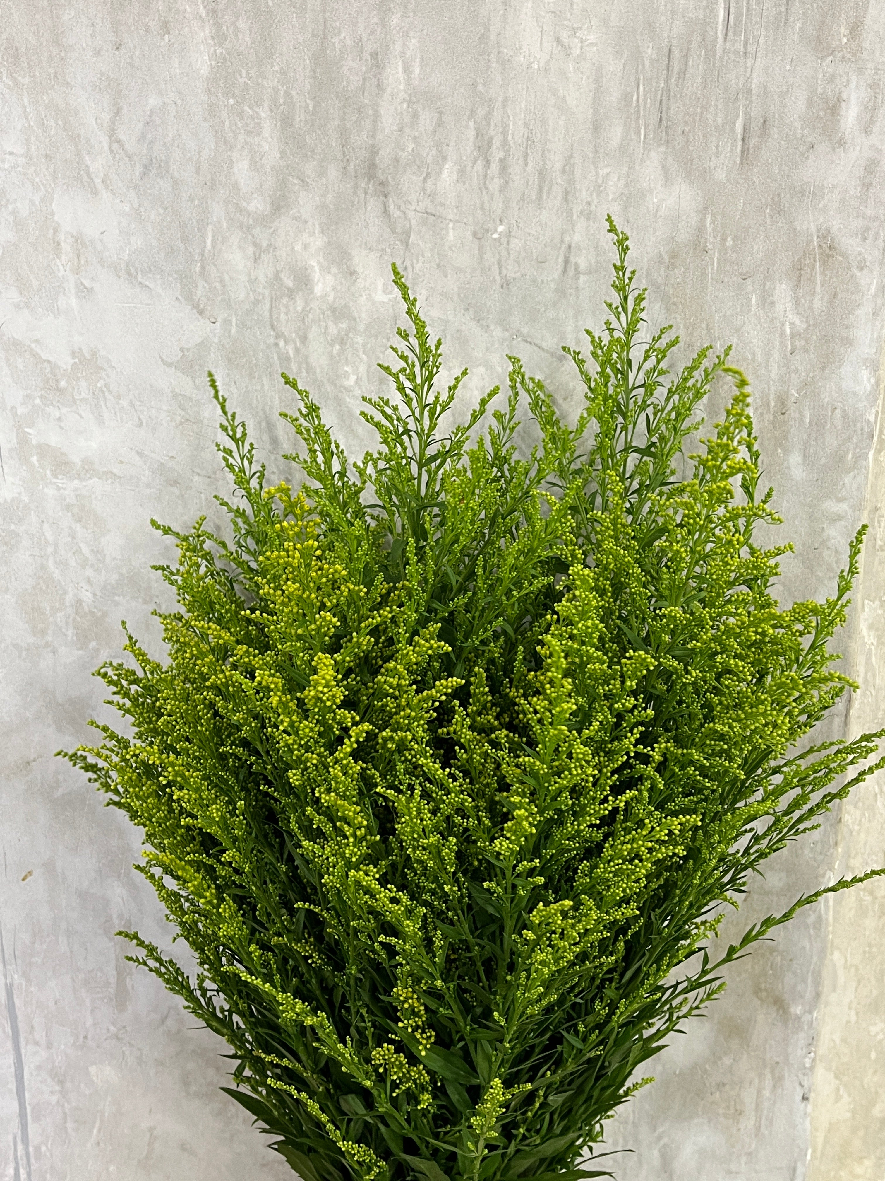 Solidago Peacock