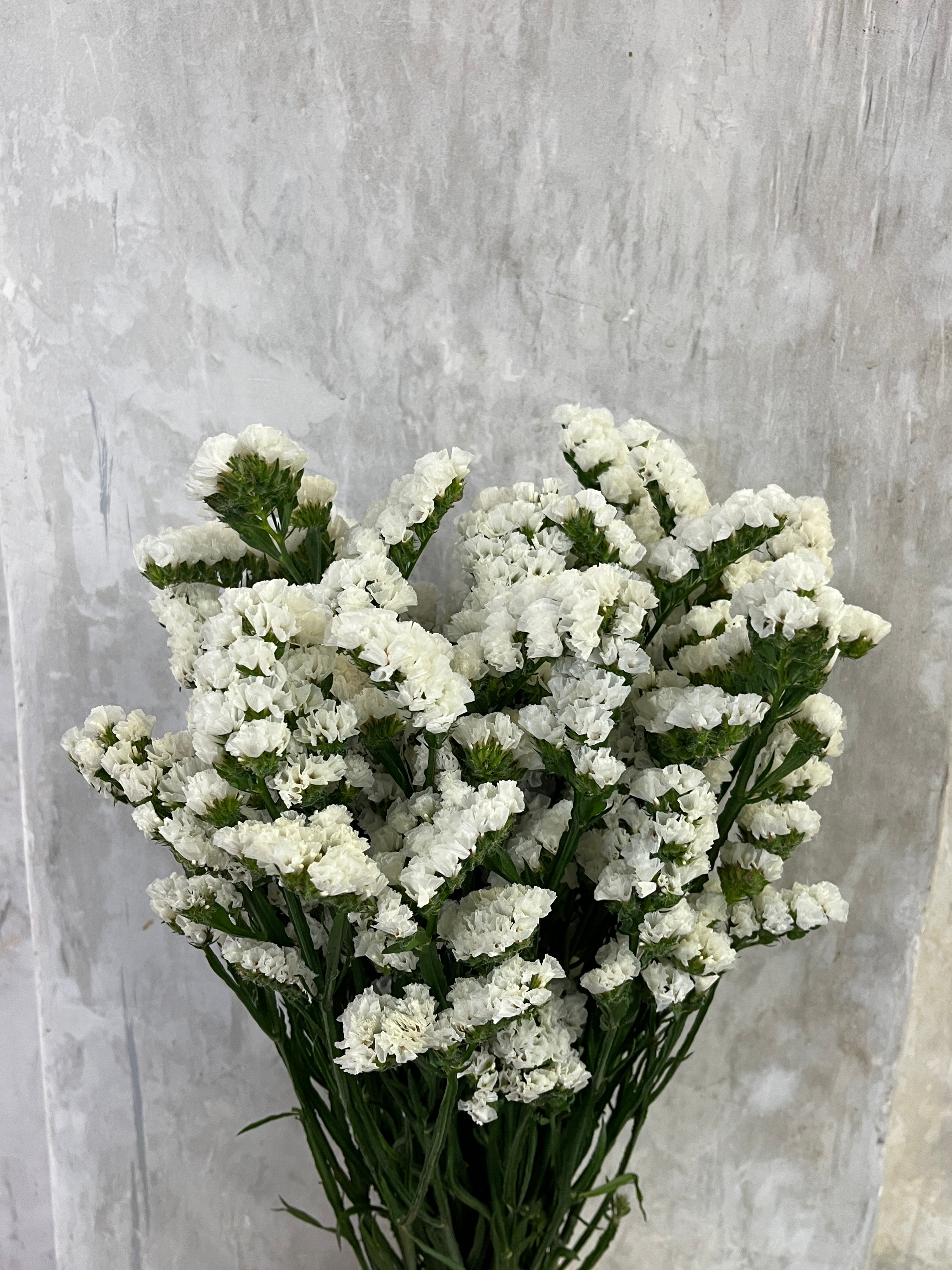 Statice - White