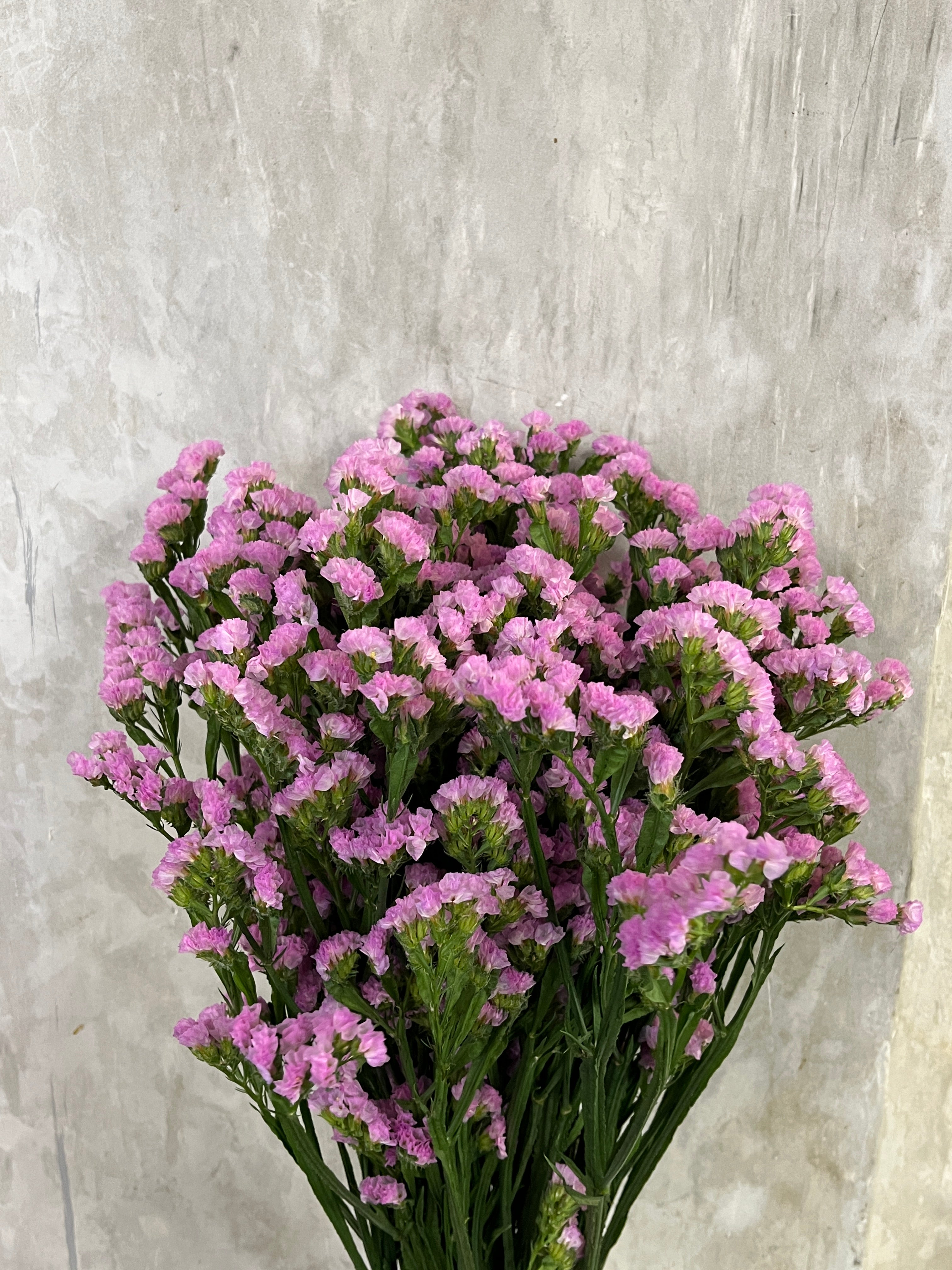 Statice - Pink