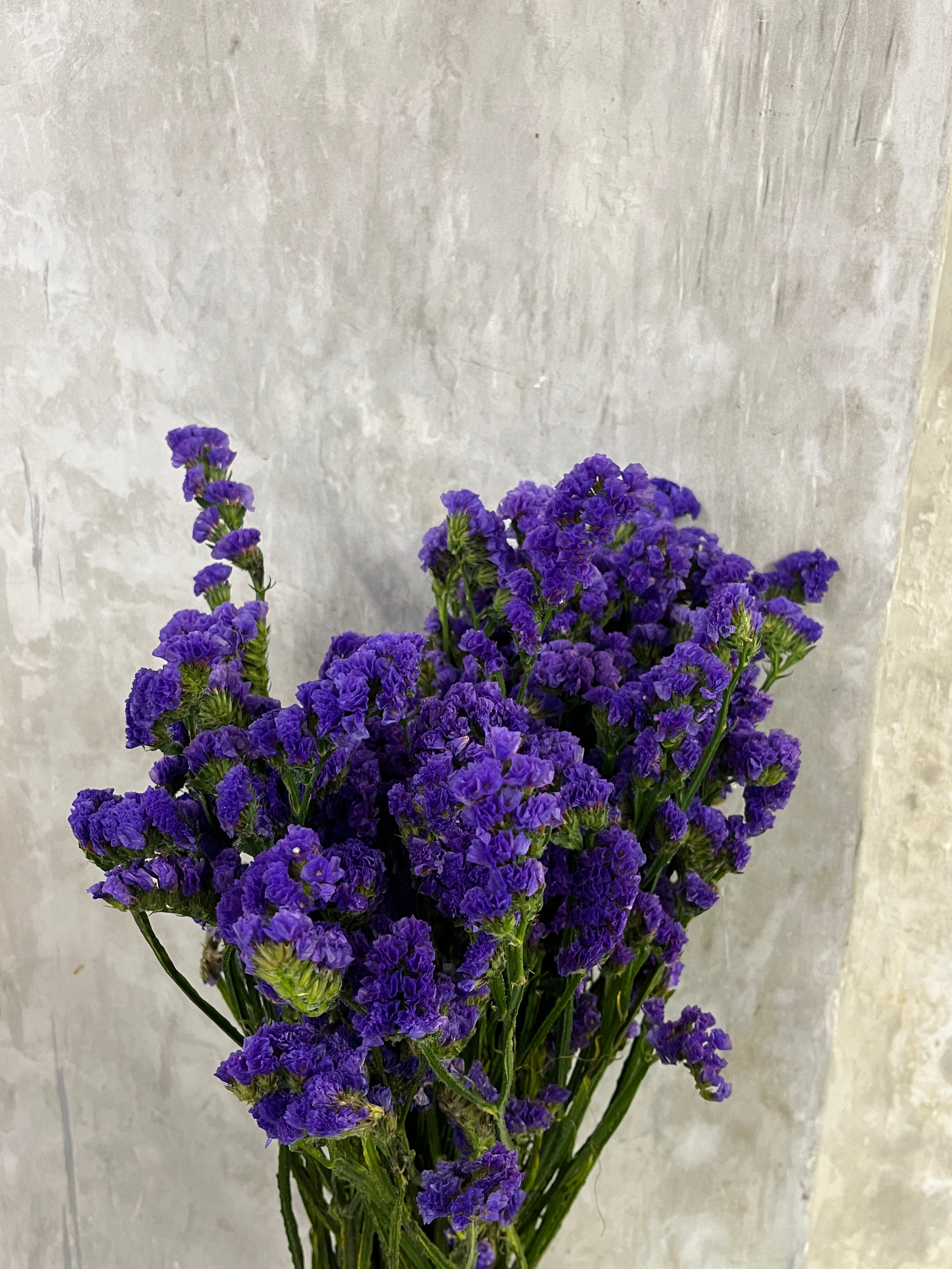 Statice - Dark Purple