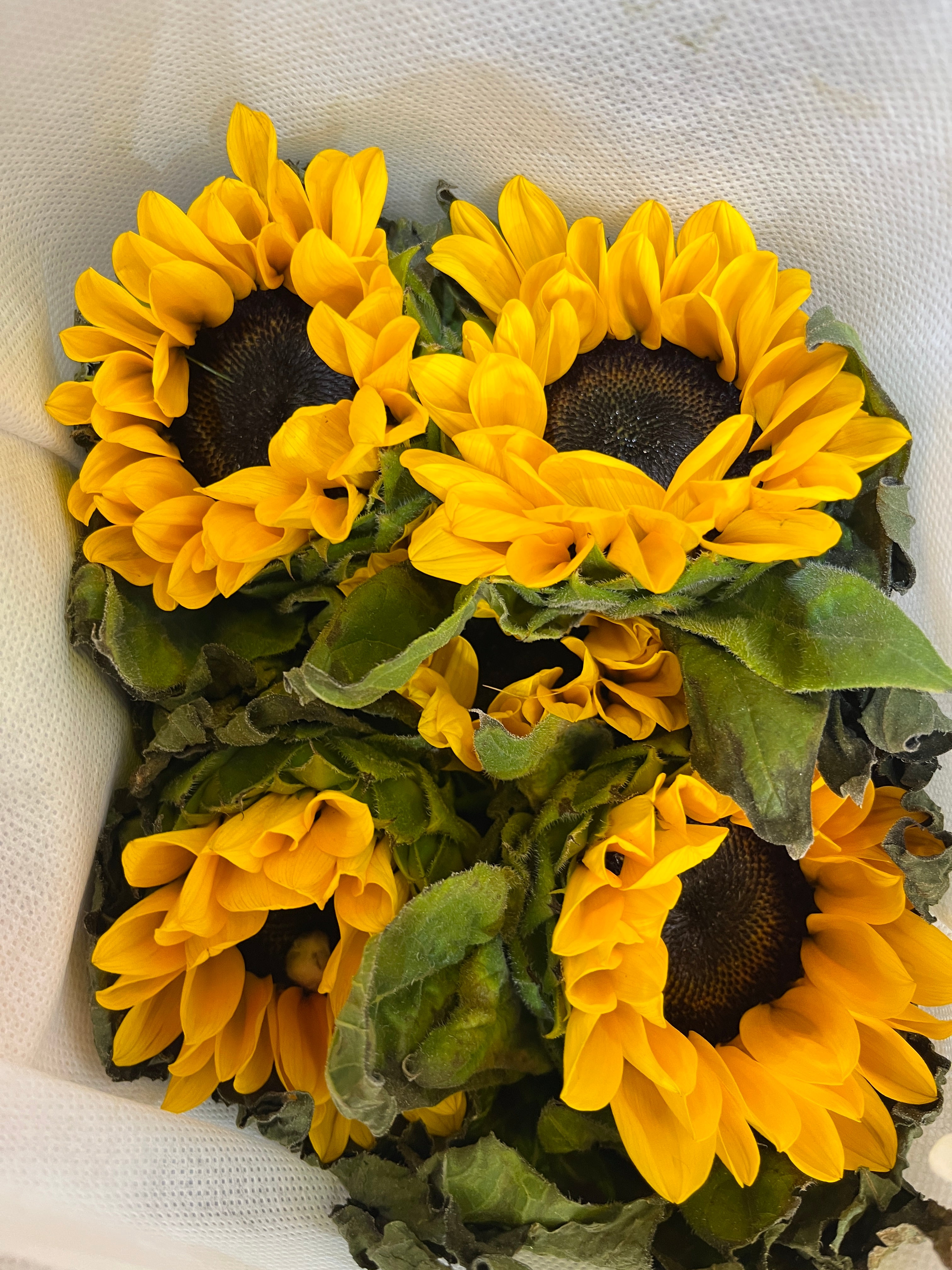 Sunflower Imported