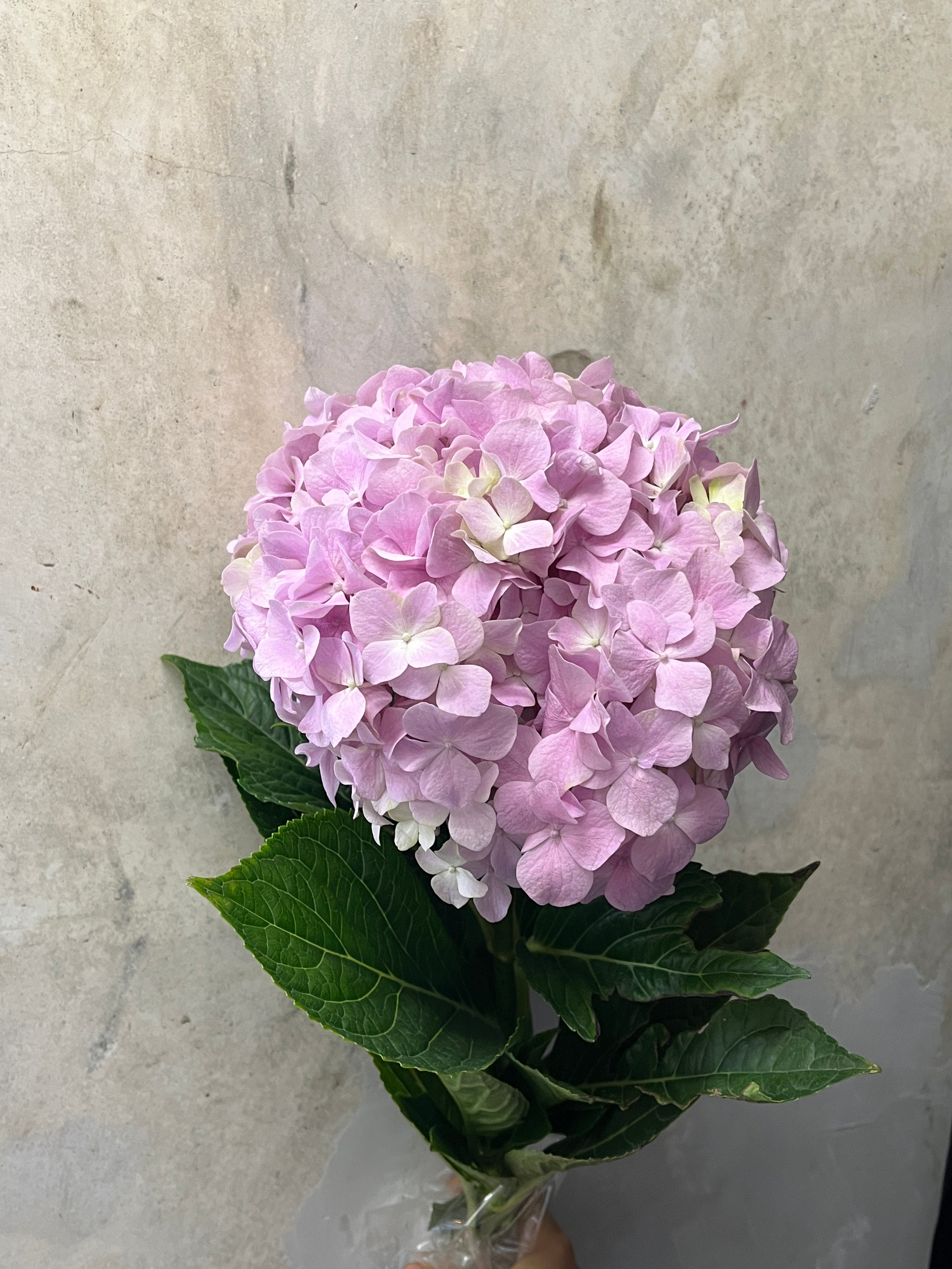 Hydrangea - Light Pink