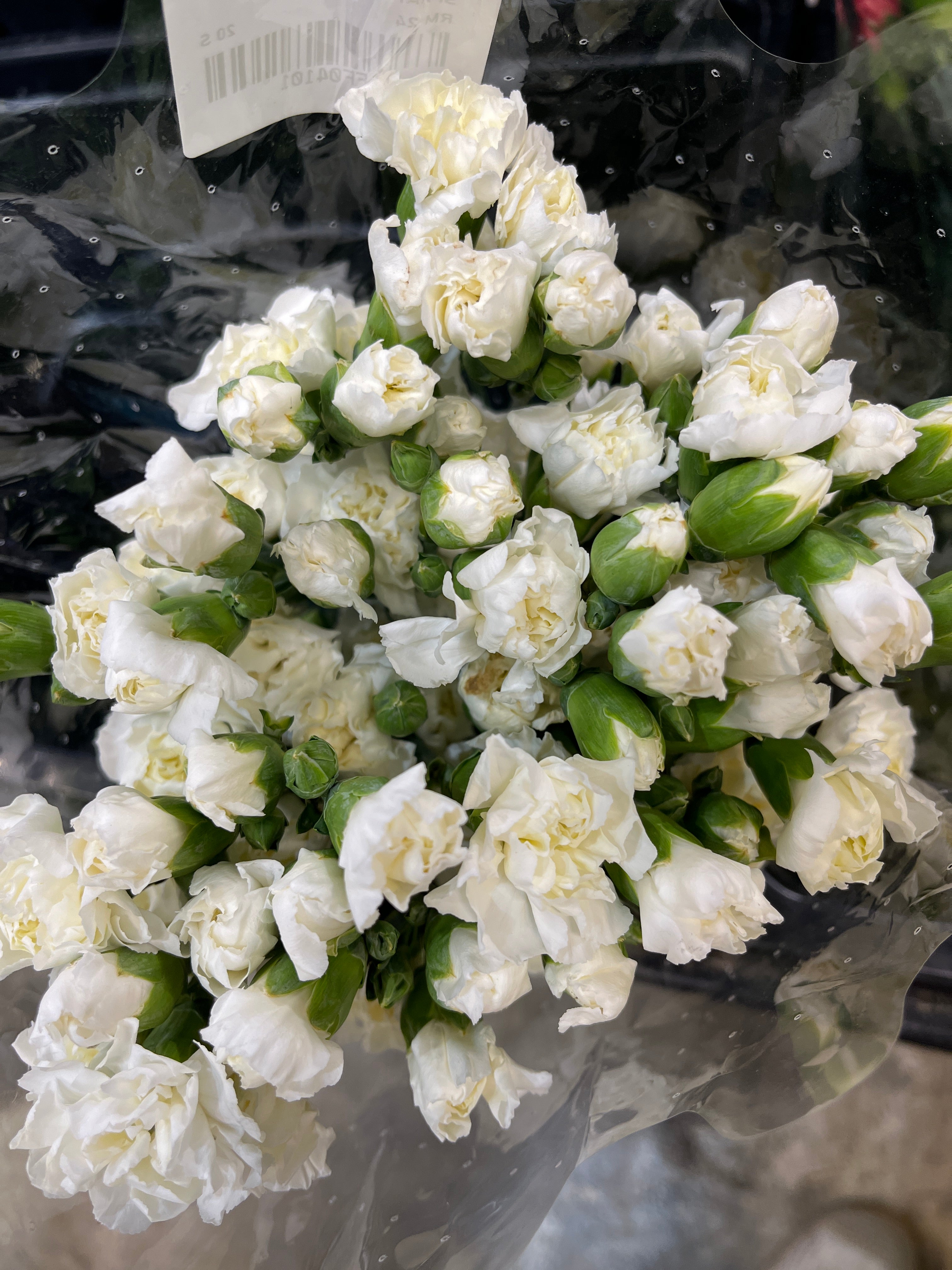 Spray Carnation - White