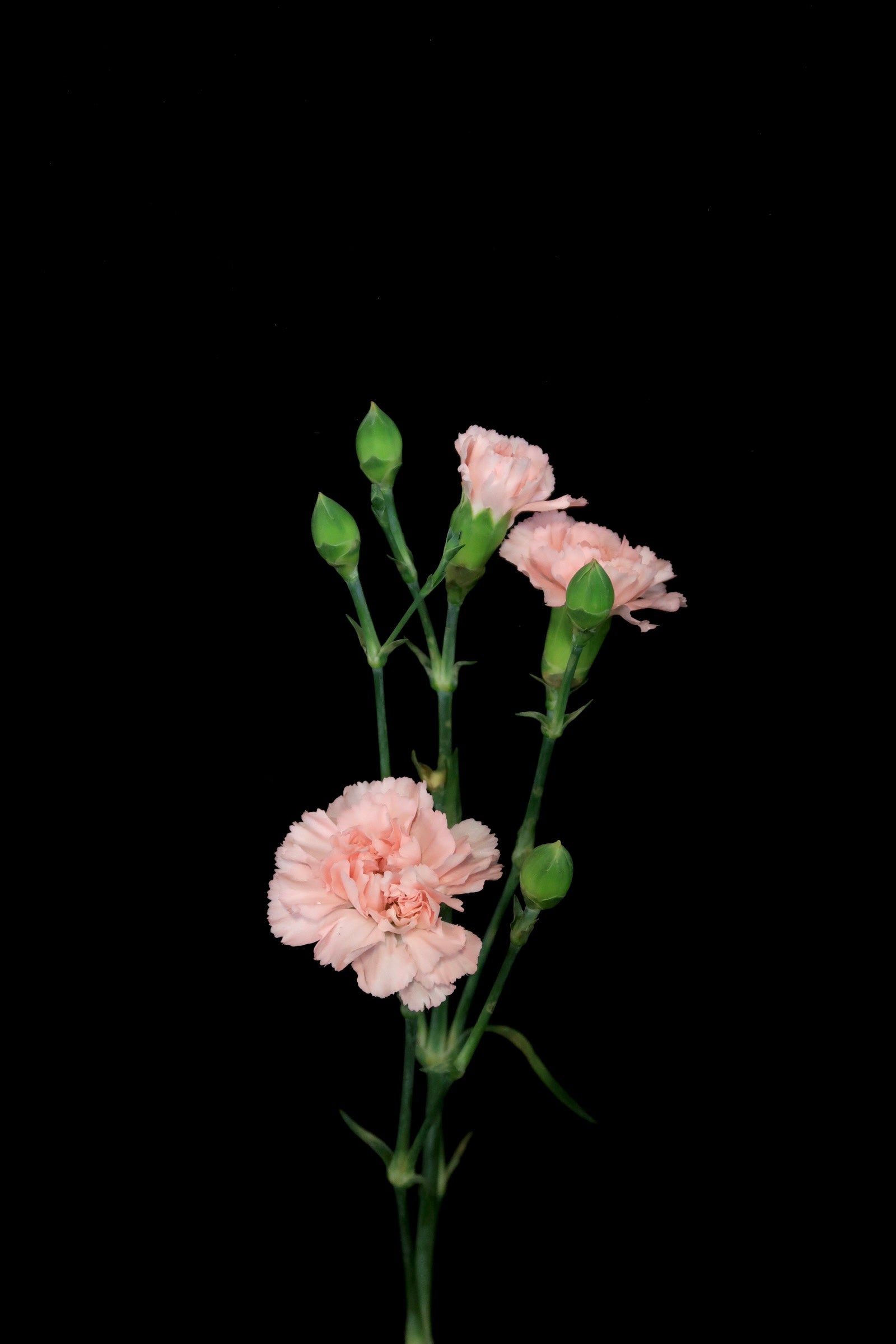 Spray Carnation - Light Pink