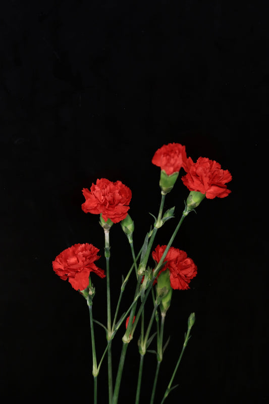 Spray Carnation - Red