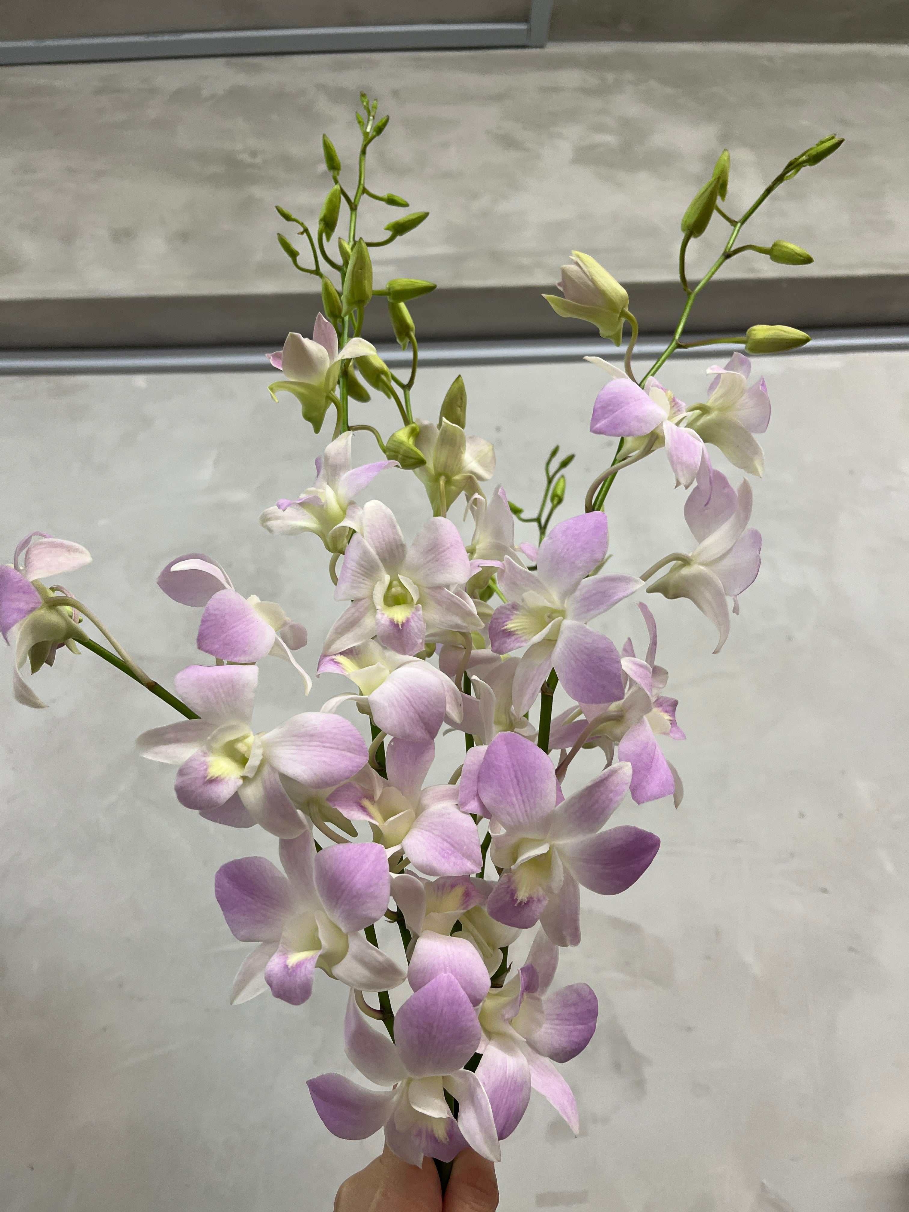 Dendrobium Orchid - Pink Belove