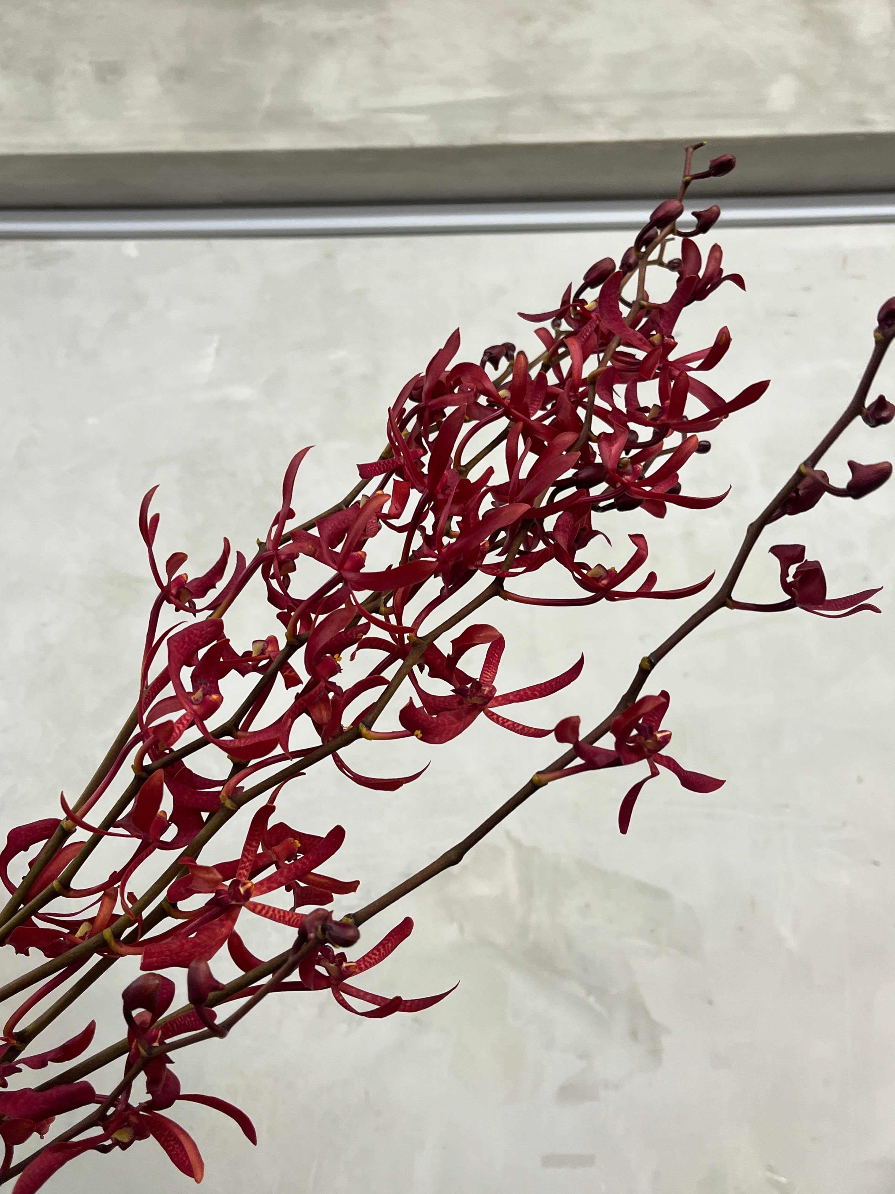 Aranthera Orchid - Annie Black
