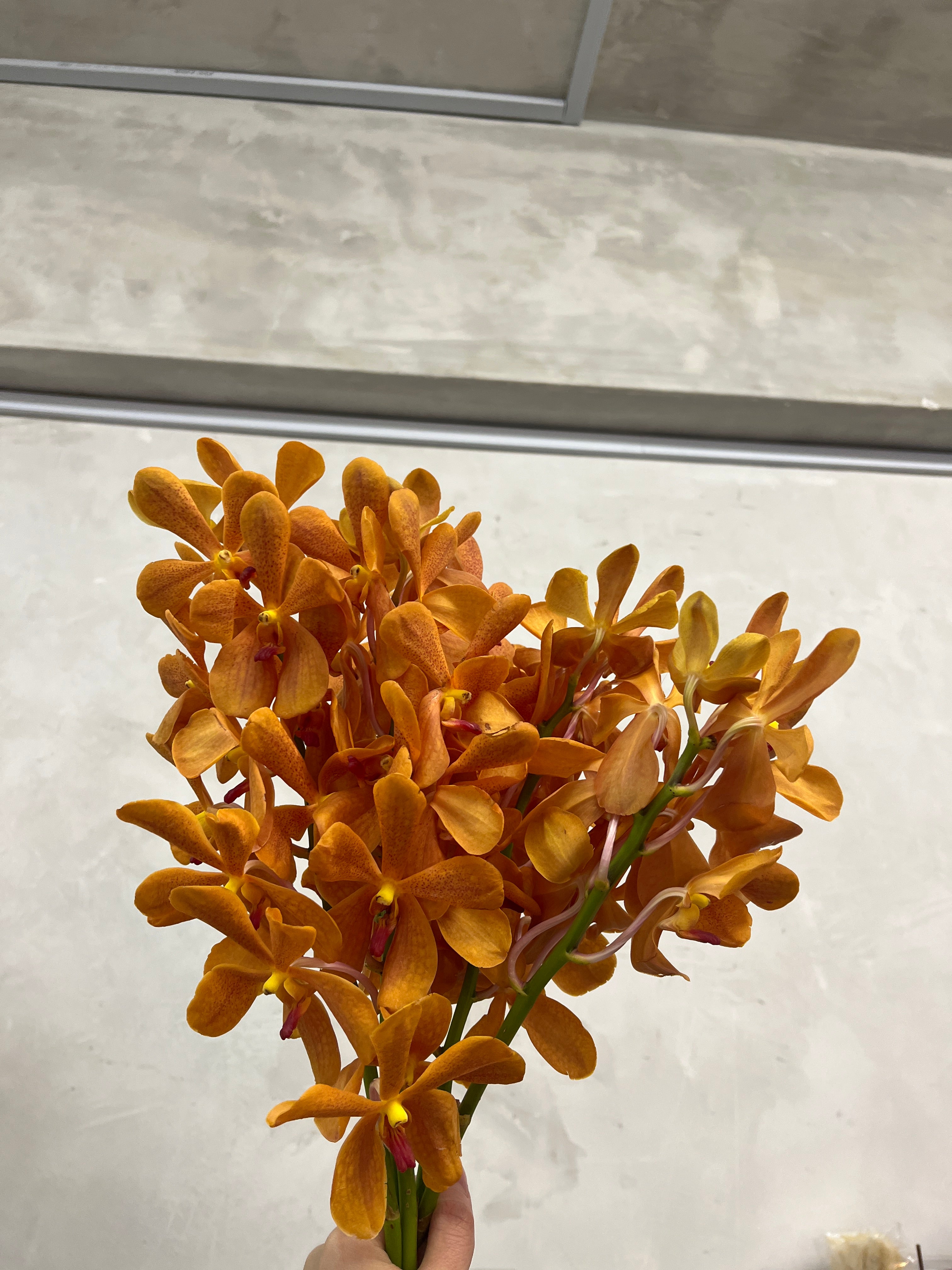 Mokara Orchid - Dark Orange