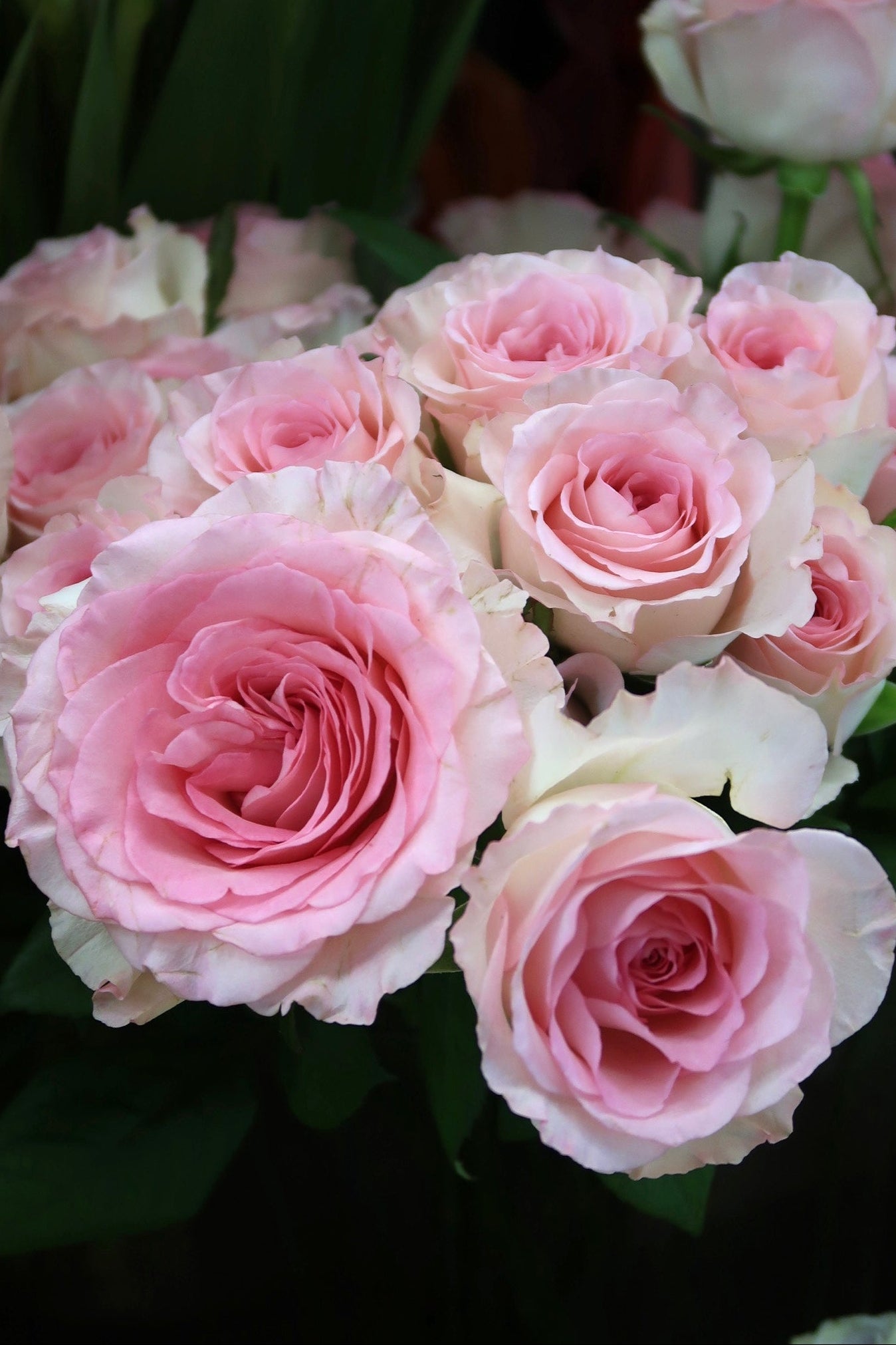 Rose - Pink Roselle