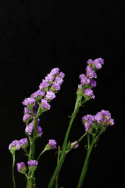 Statice - Light Purple