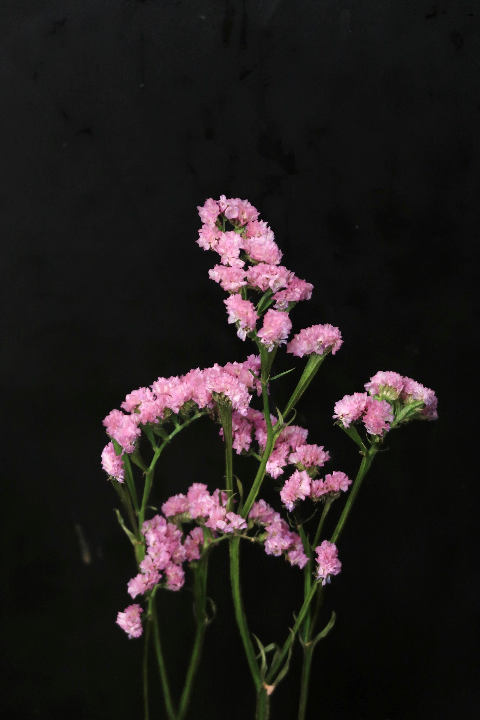 Statice - Pink