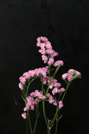 Statice - Pink