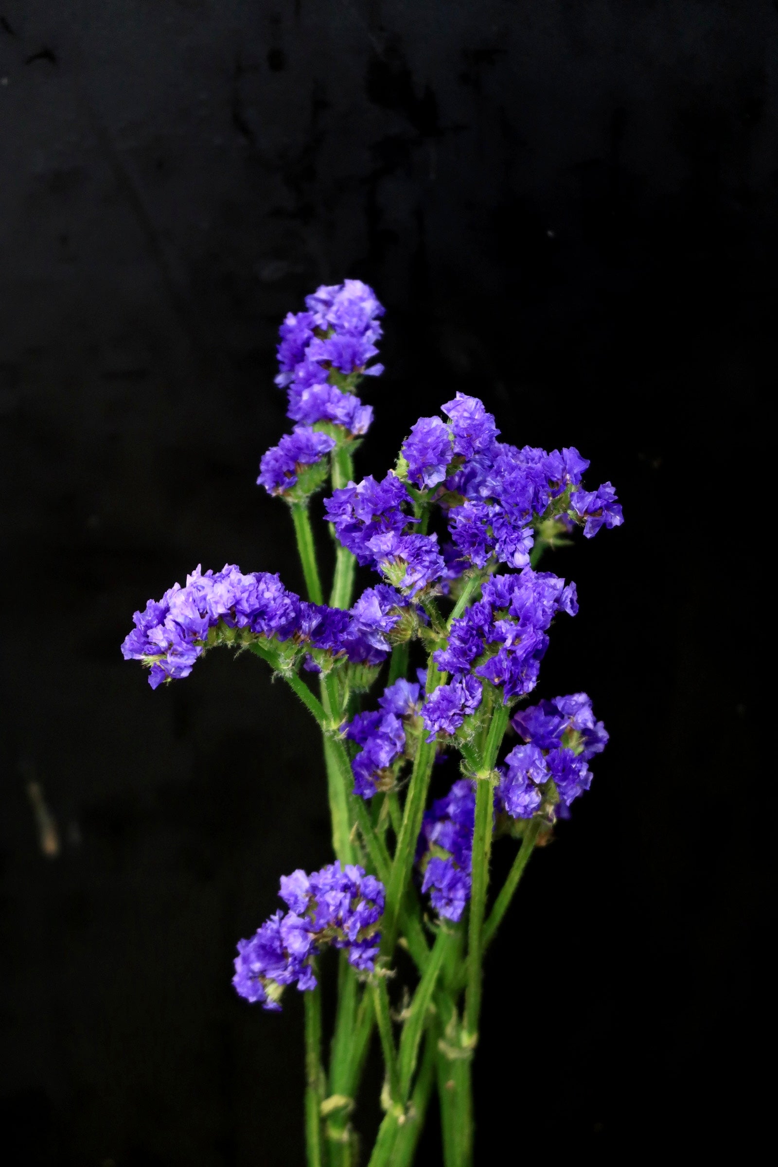 Statice - Dark Purple