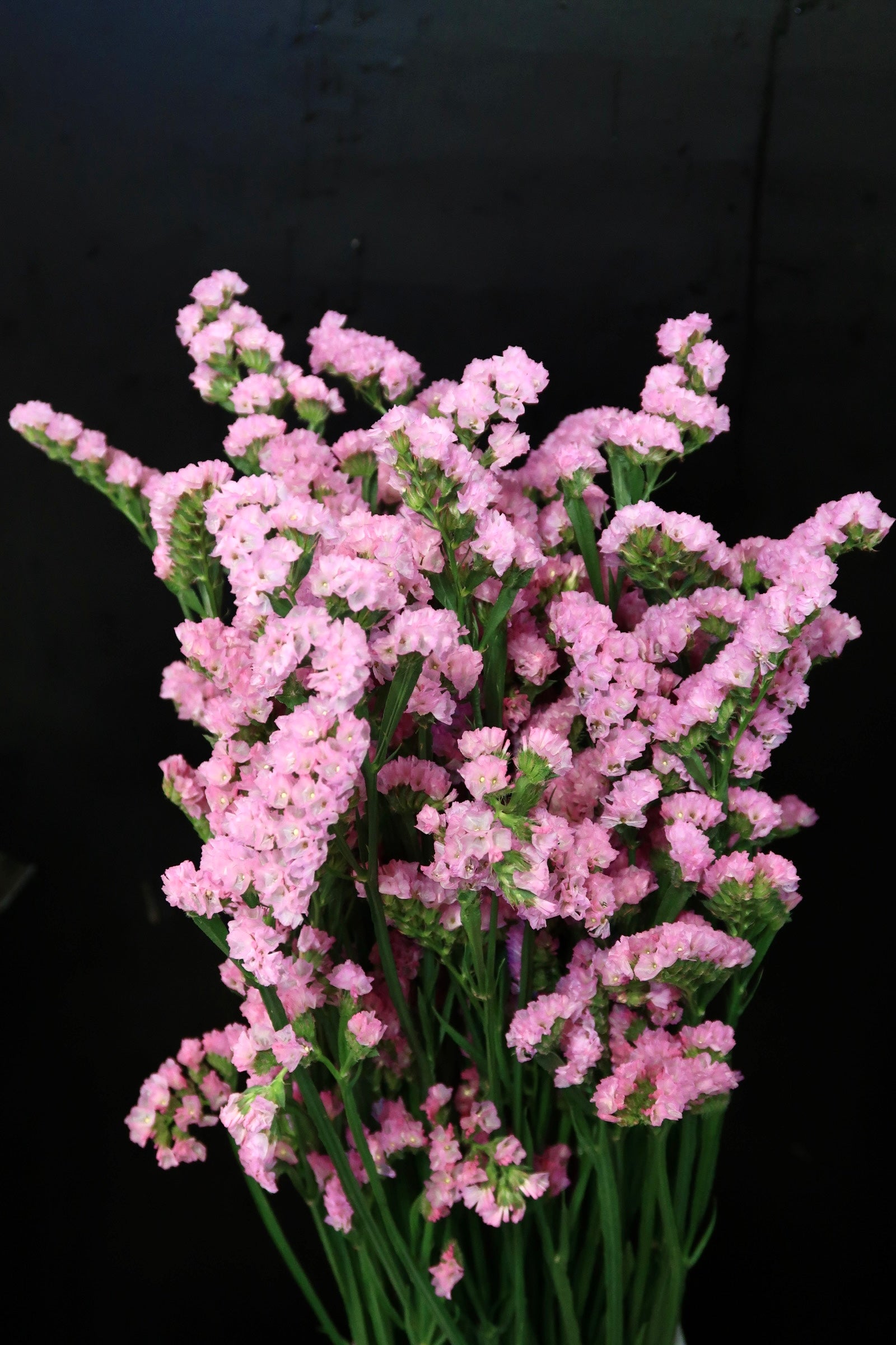Statice - Pink