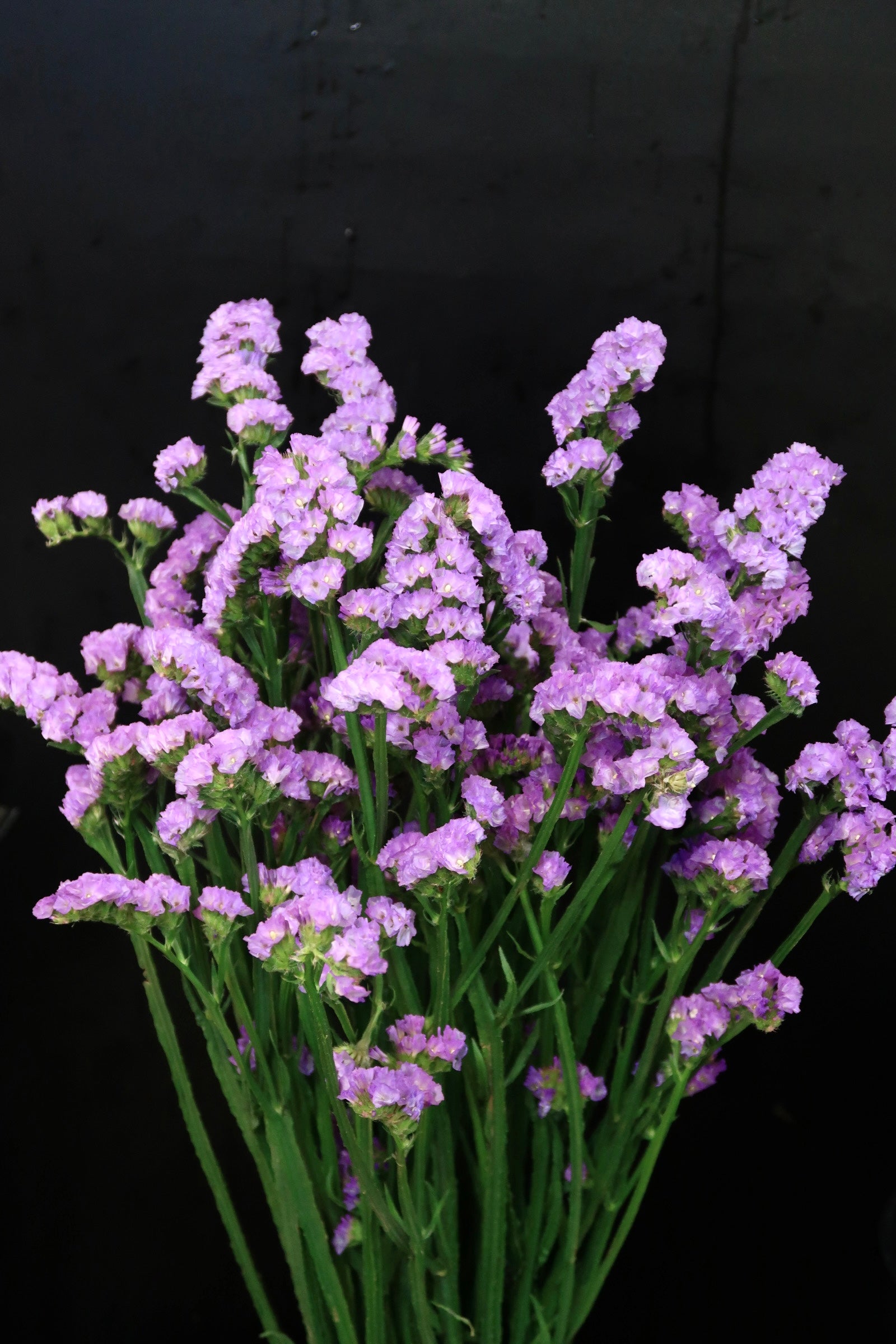 Statice - Light Purple