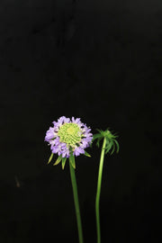 Scabiosa - Purple