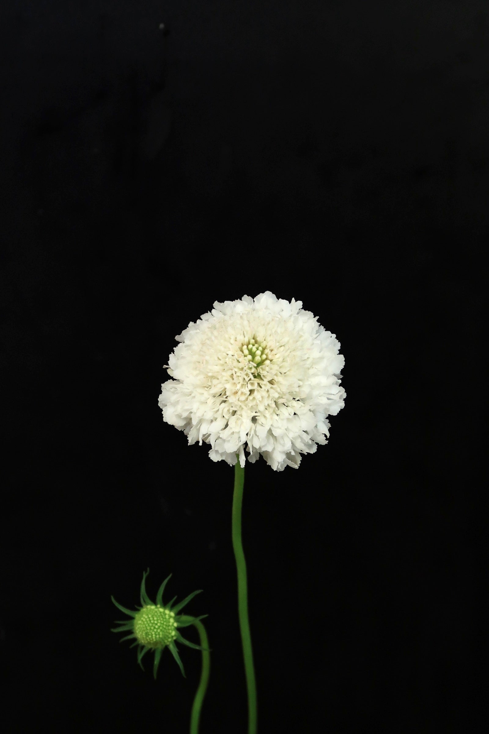 Scabiosa - White