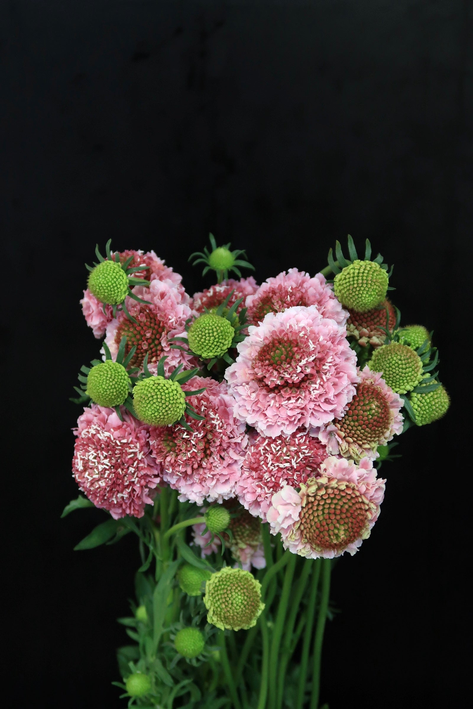 Scabiosa - Pink