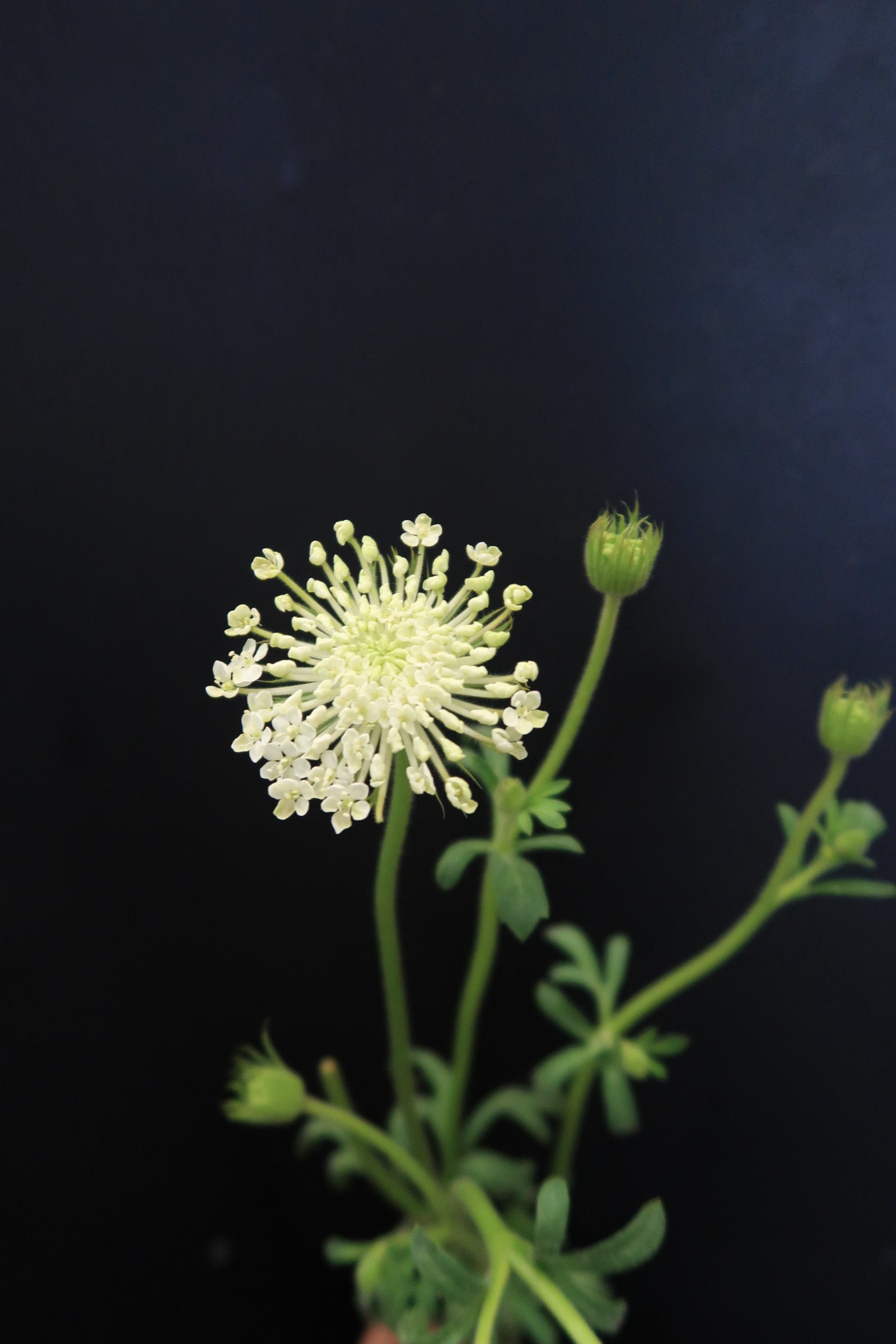 Trachymene Coerulea - White
