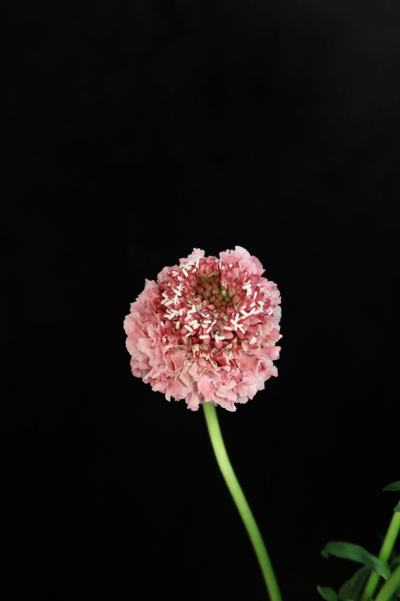 Scabiosa - Pink
