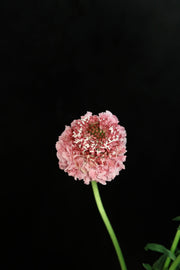 Scabiosa - Pink