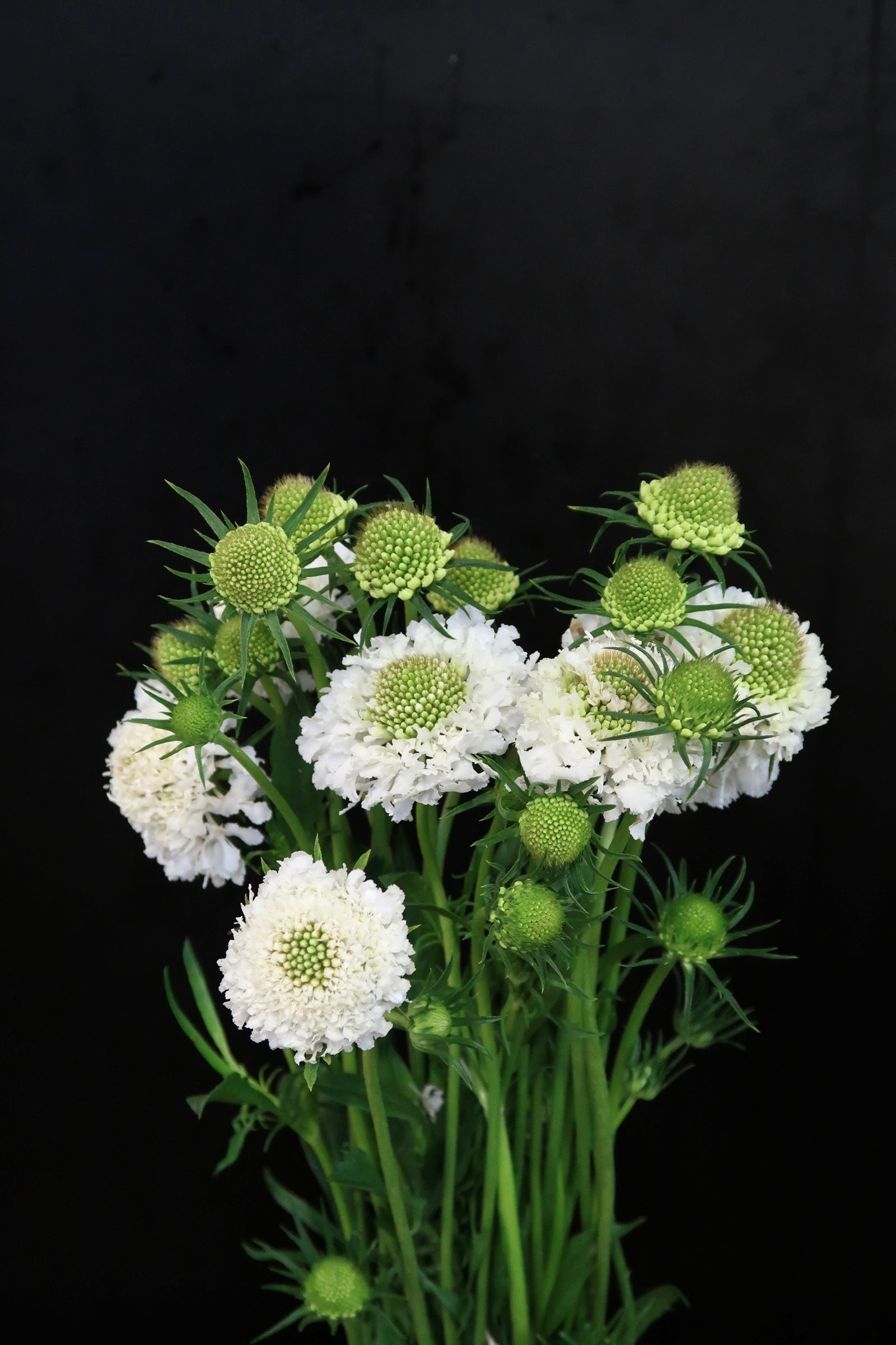 Scabiosa - White