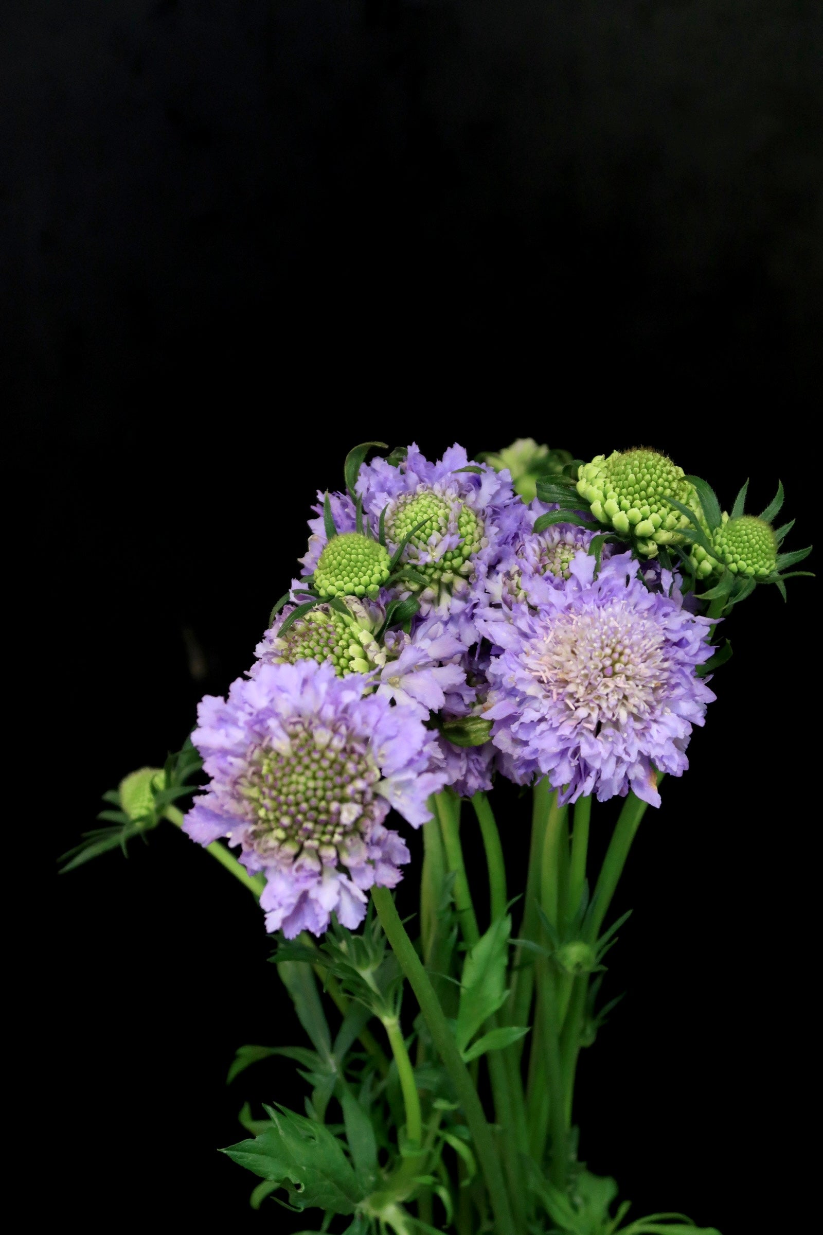 Scabiosa - Purple