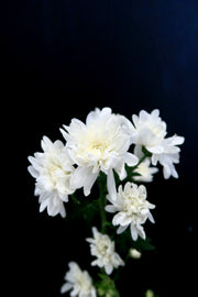 Chrysanthemum Pom Pom - White