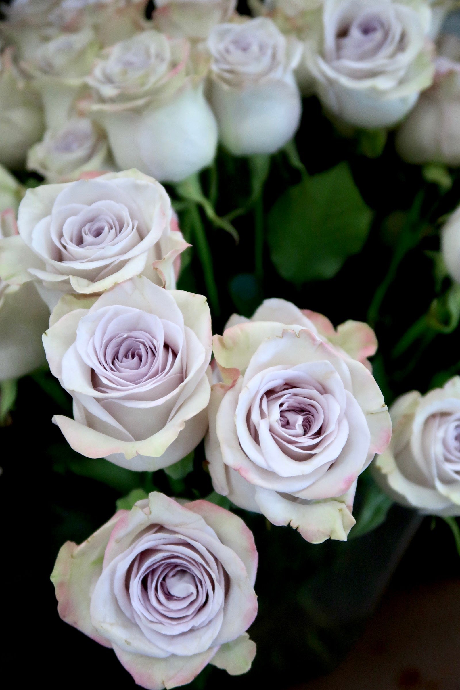 Rose - Heart of Ocean