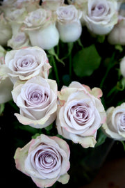 Rose - Heart of Ocean