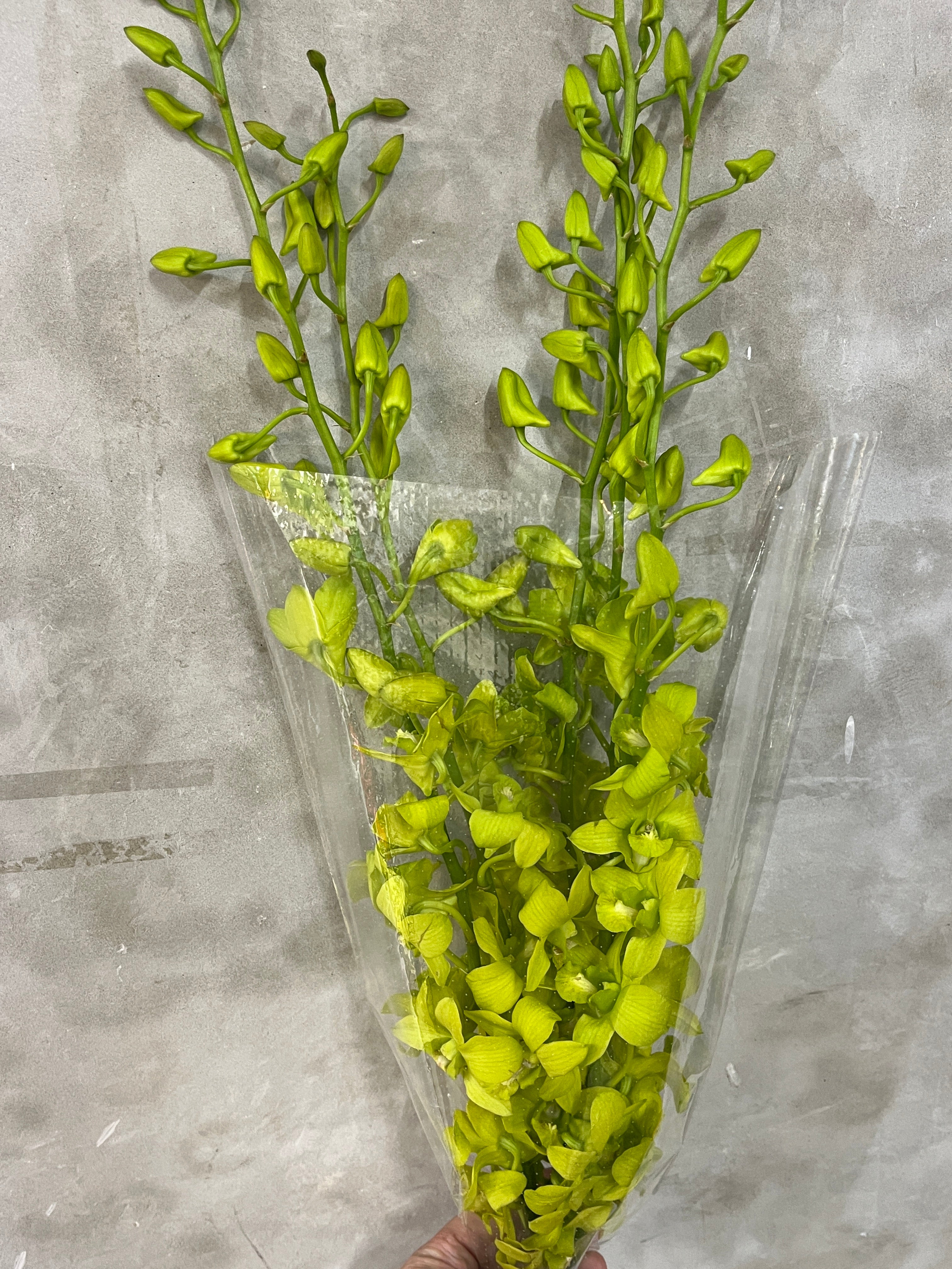 Dendrobium Orchid - Green