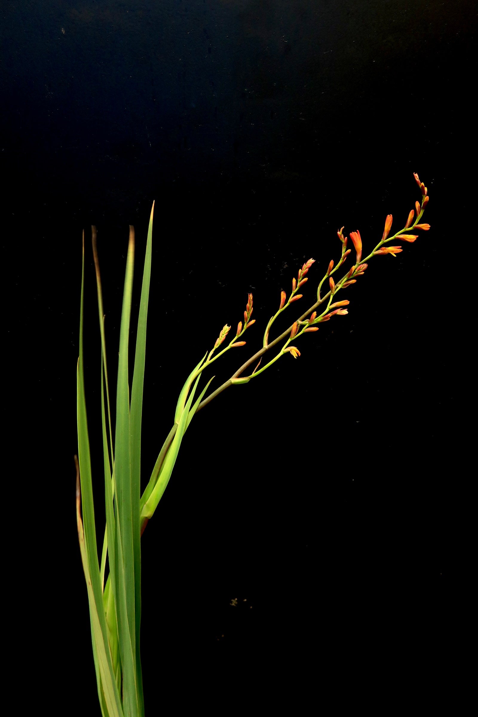 Crocosmia