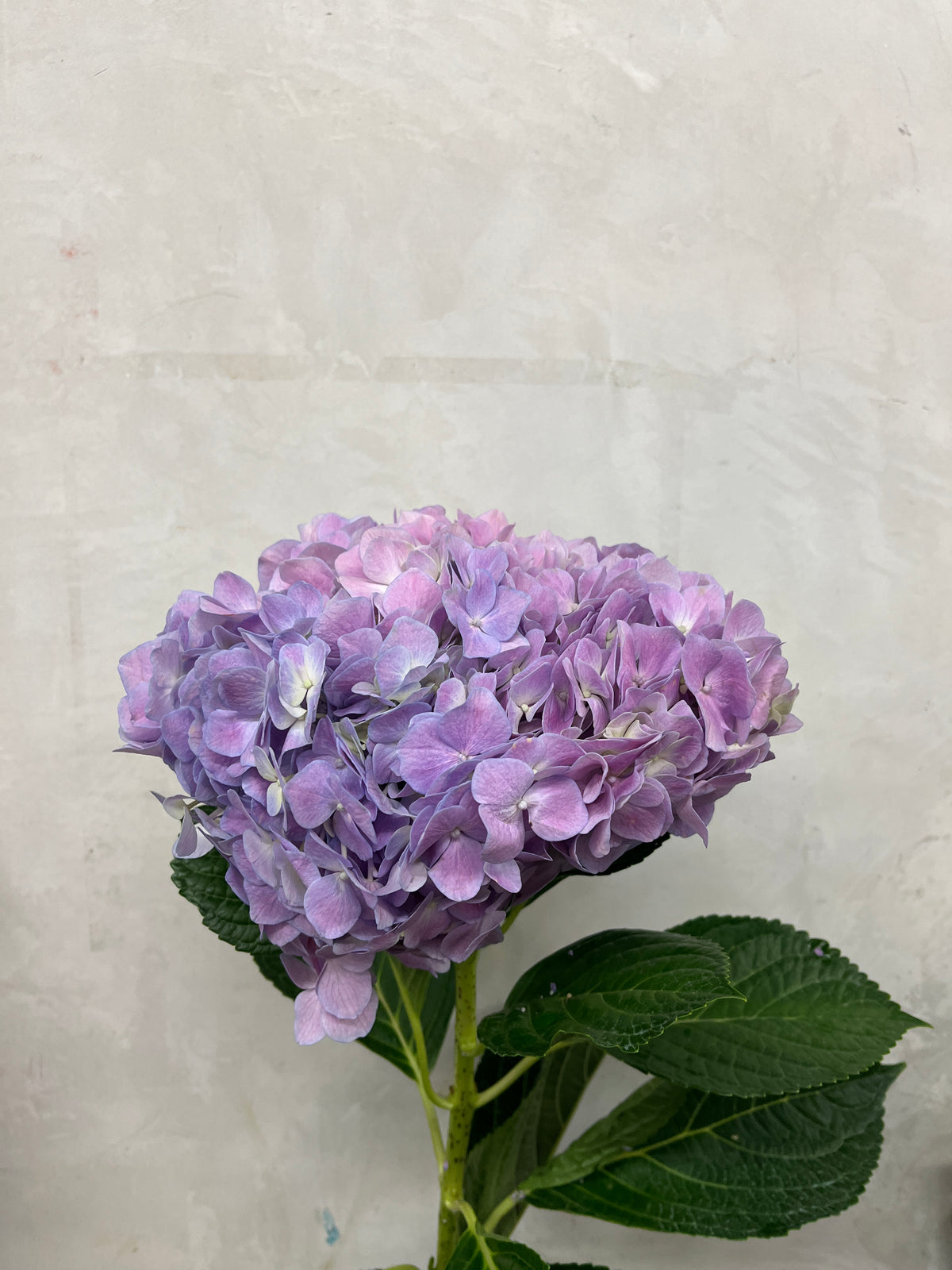 Hydrangea - Purple