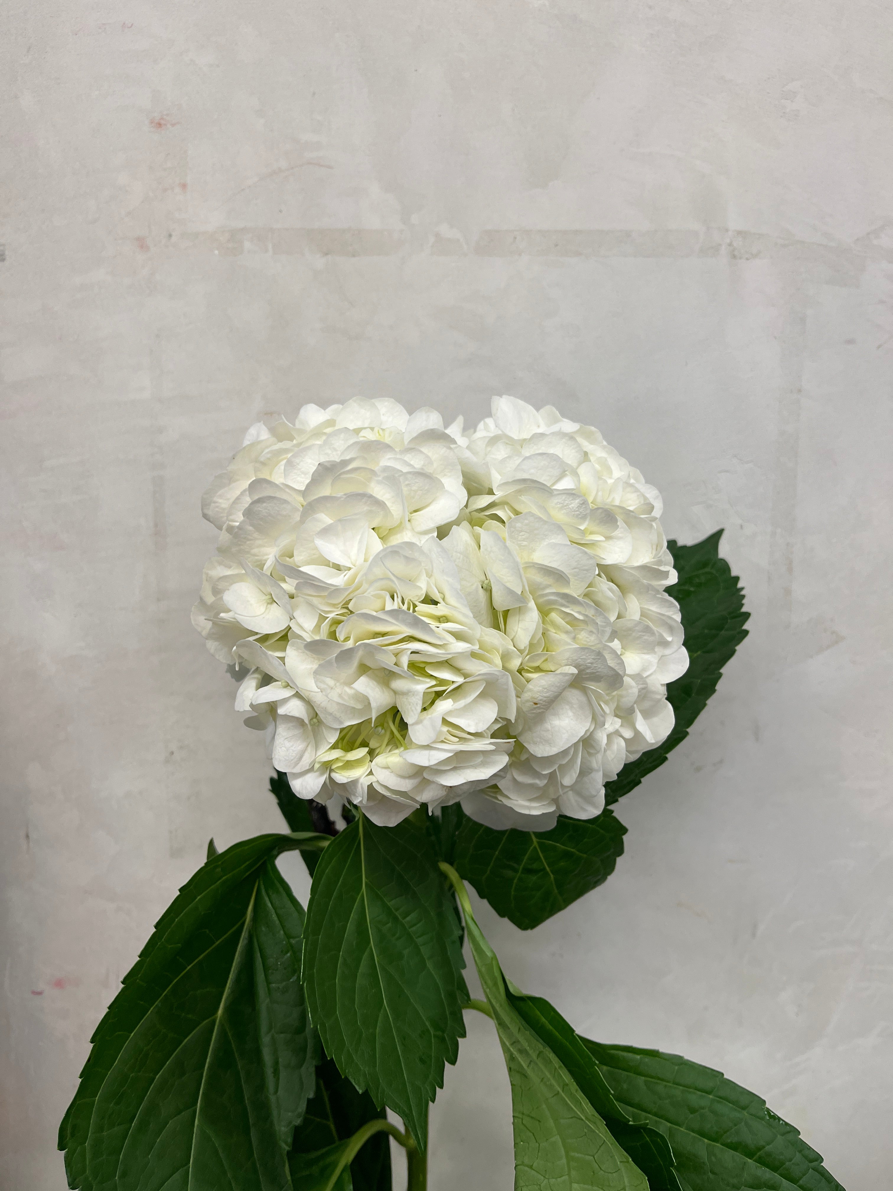 Hydrangea - White
