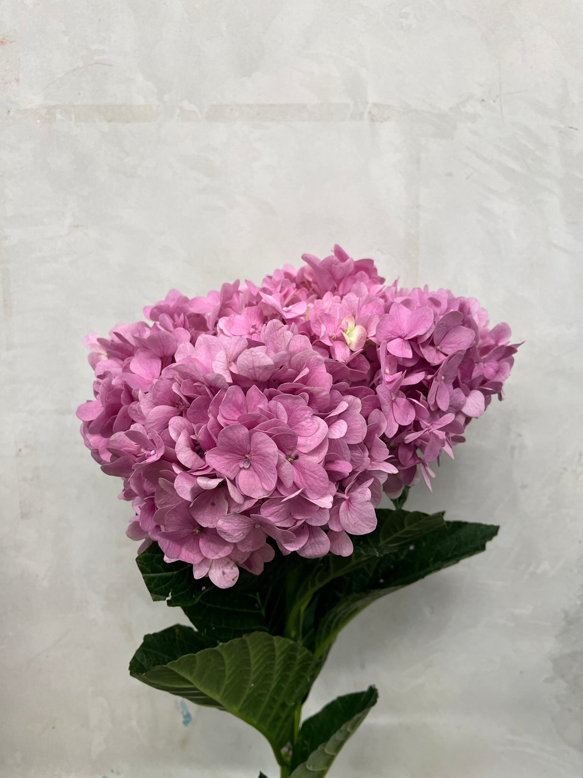 Hydrangea - Dark Pink