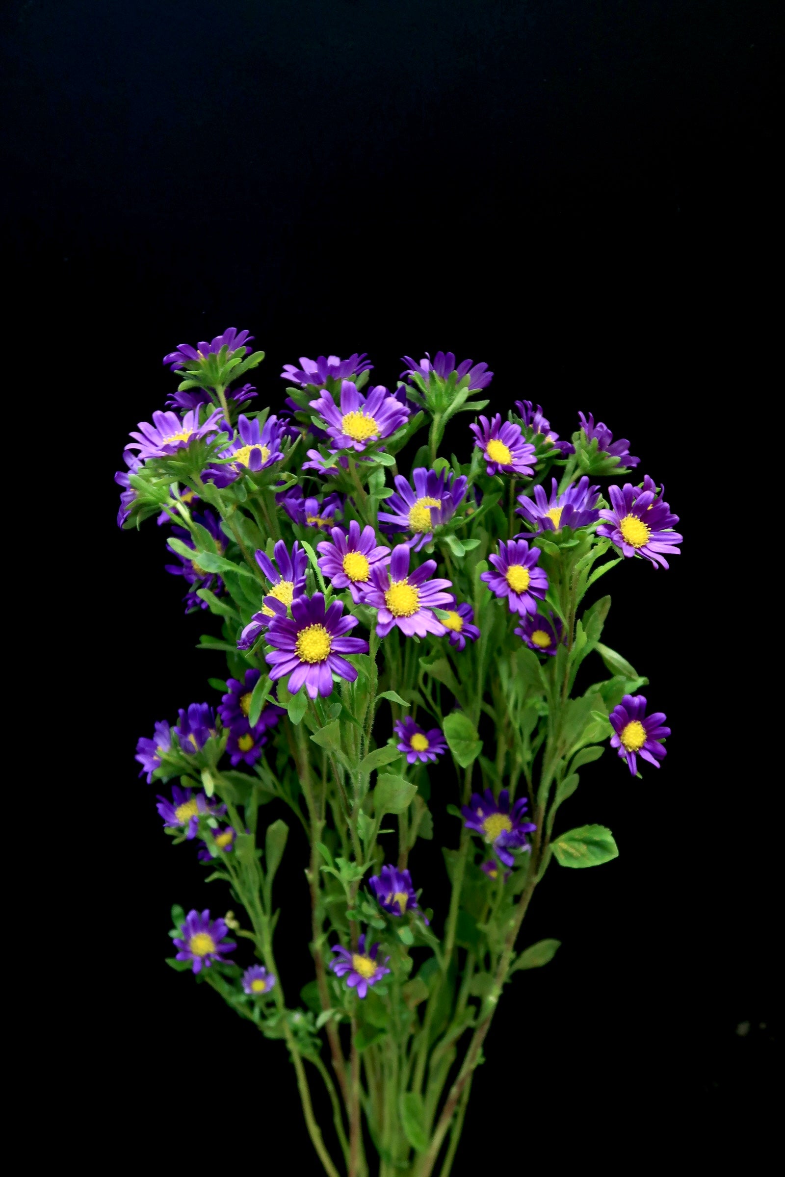 Hana - Purple
