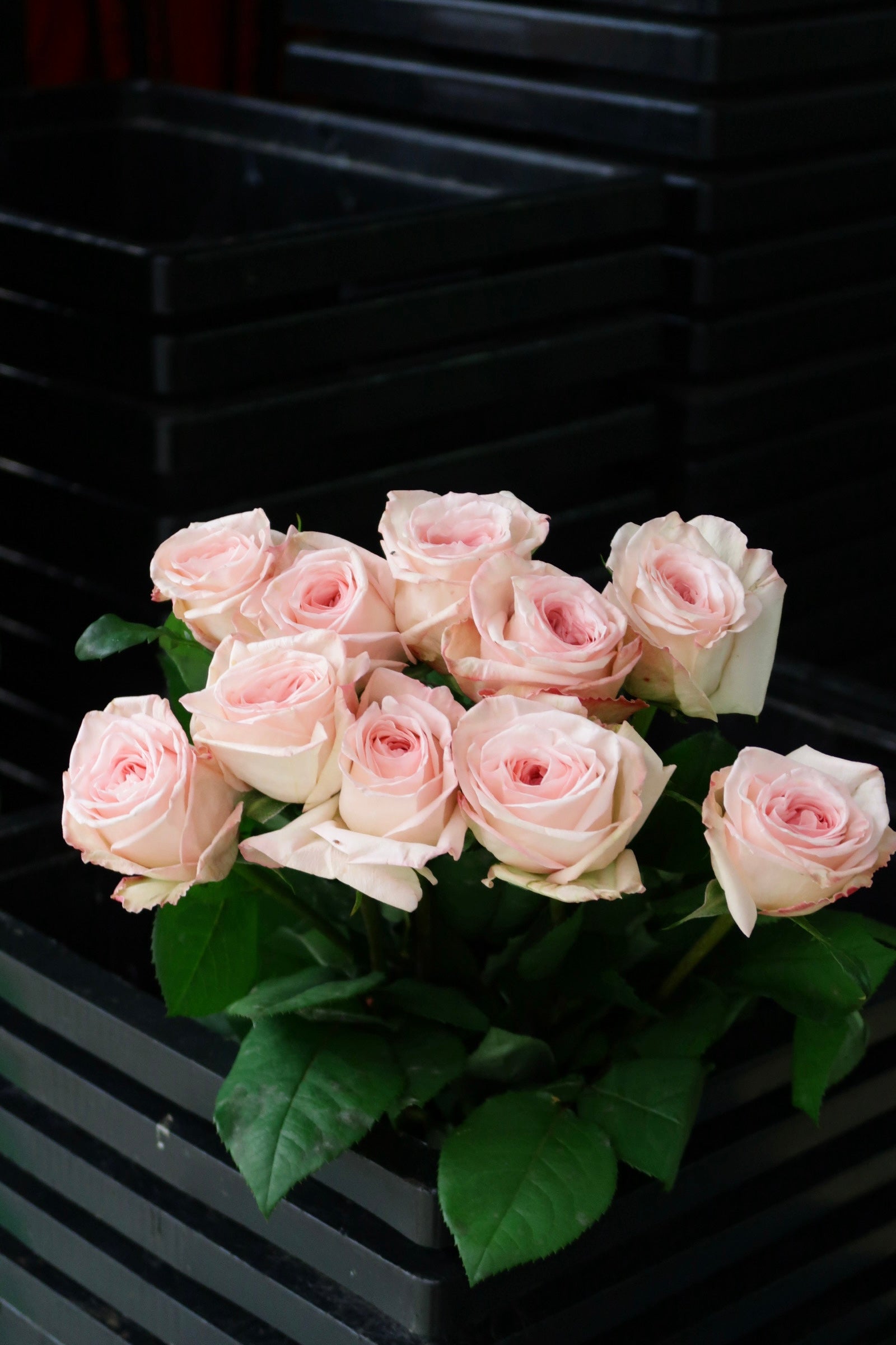Rose - Litchi Pink