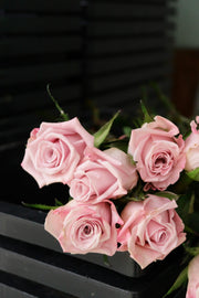 Rose - Sweet Manta